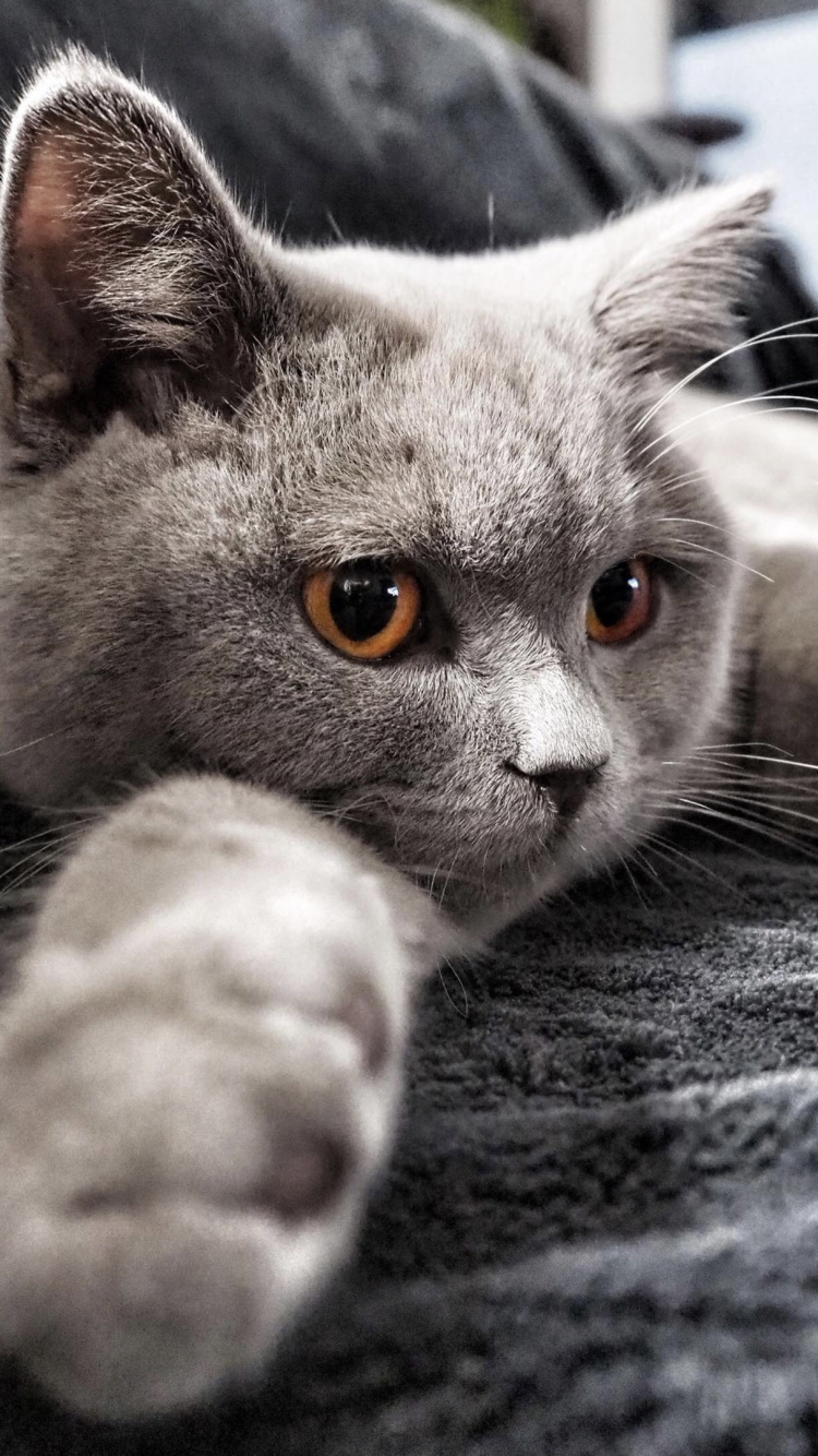 Обои кот, бакенбарды, кошачьих, серый цвет, кошки малого и среднего размера в разрешении 750x1334