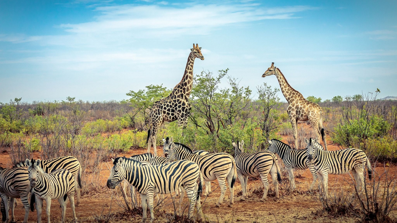 Обои животное, Саванна, зебра, Северный жираф, живая природа в разрешении 1280x720
