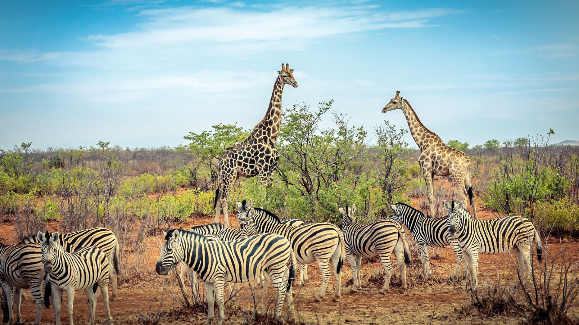 Обои животное, Саванна, зебра, Северный жираф, живая природа в разрешении 1920x1080