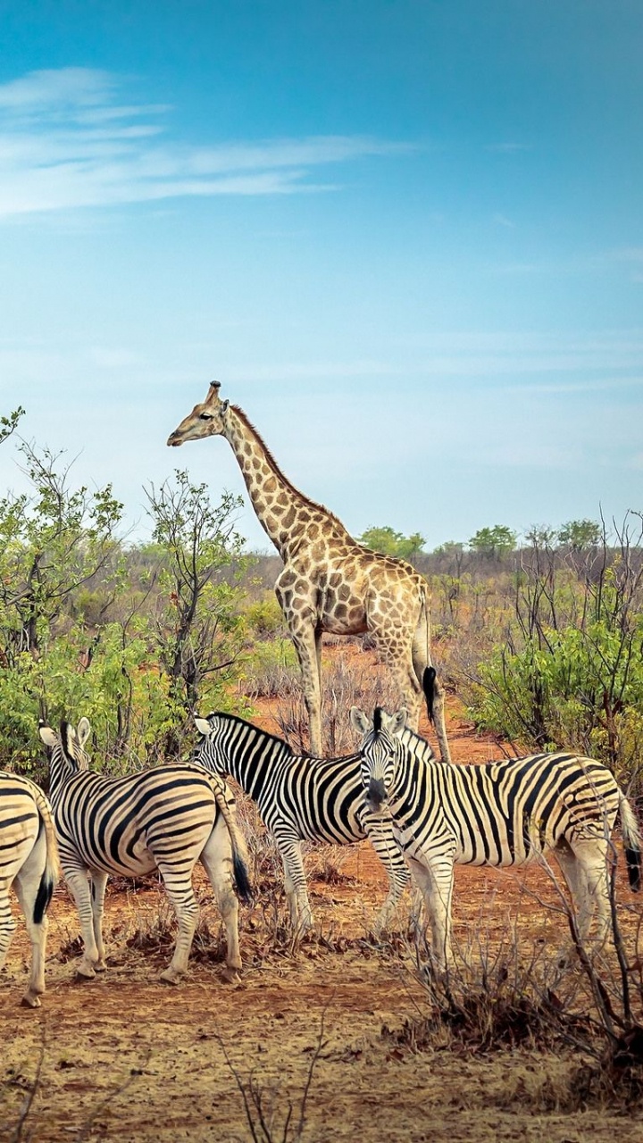 Обои животное, Саванна, зебра, Северный жираф, живая природа в разрешении 720x1280