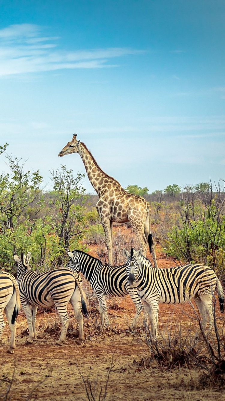 Обои животное, Саванна, зебра, Северный жираф, живая природа в разрешении 750x1334
