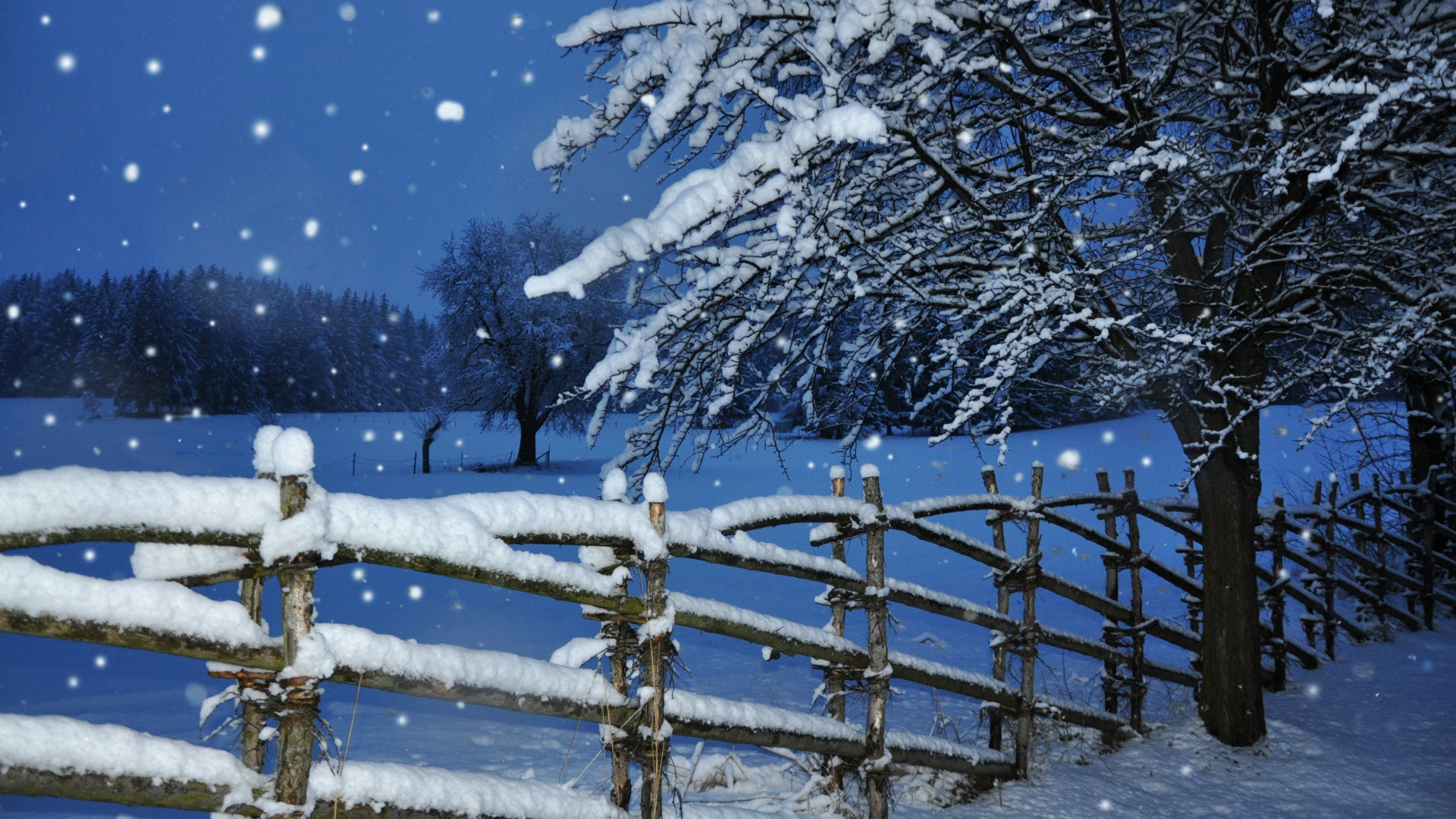 Обои снег, зима, дерево, замораживание, мороз в разрешении 1920x1080