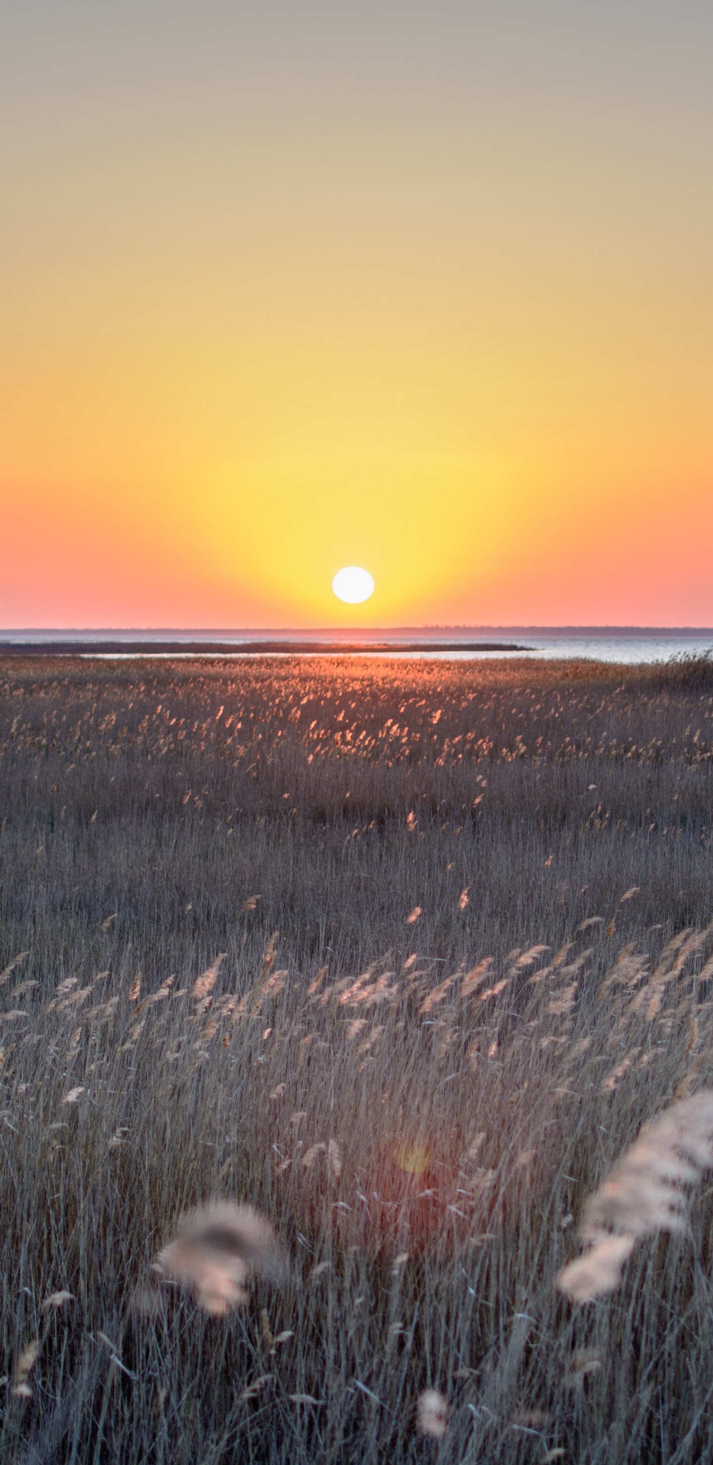 Обои закат, горизонт, природный ландшафт, восход солнца, окружающая среда в разрешении 1440x2960