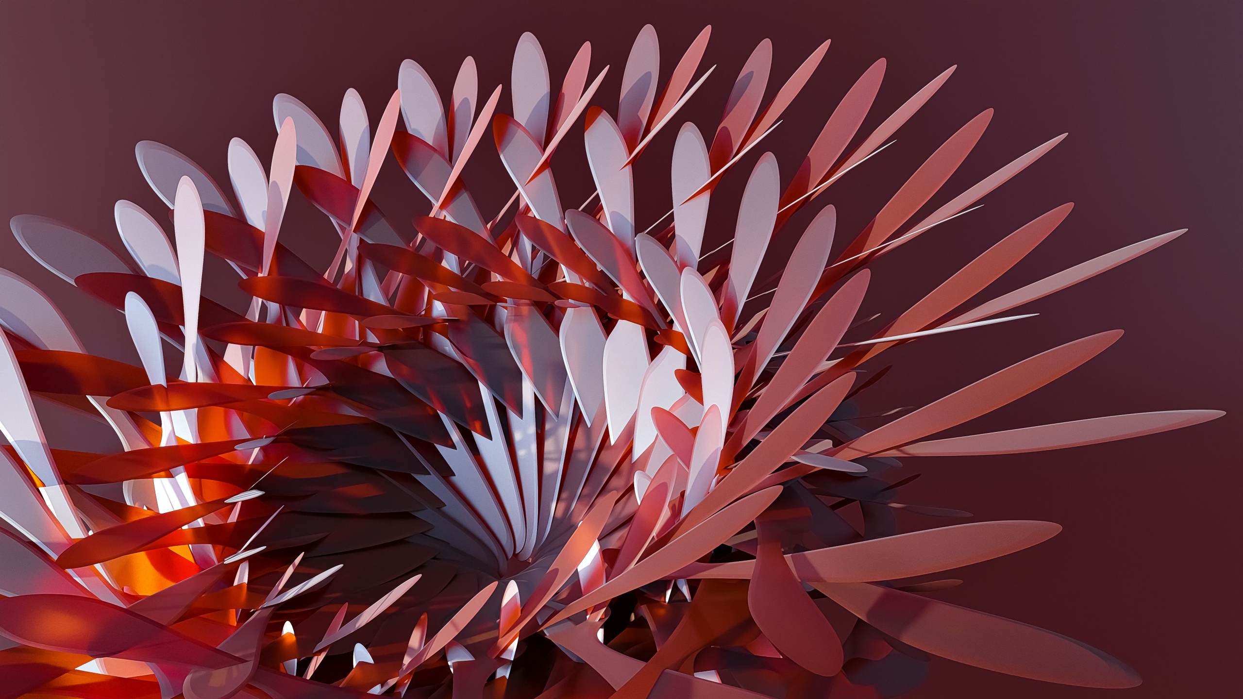 Обои оппозиционер брат, цветок, лепесток, арт, полутона и оттенки в разрешении 2560x1440