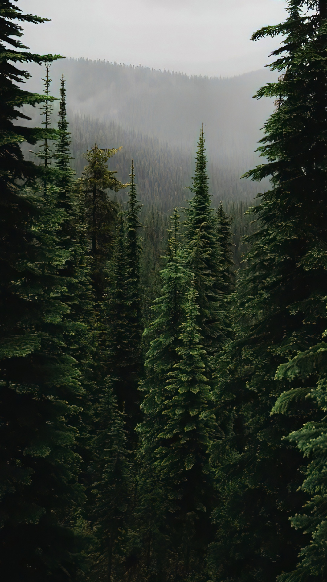 Ель еловый лес обои для Андроид Full HD, лучшие 1080x1920 заставки на  телефон | Akspic