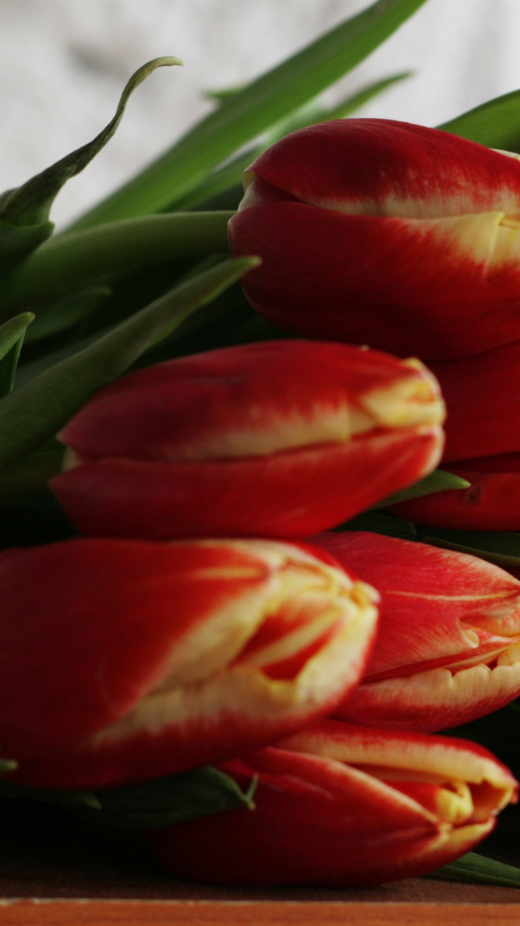 Обои растение, женщина, семейство лилейные, цветущее растение, растения в разрешении 750x1334