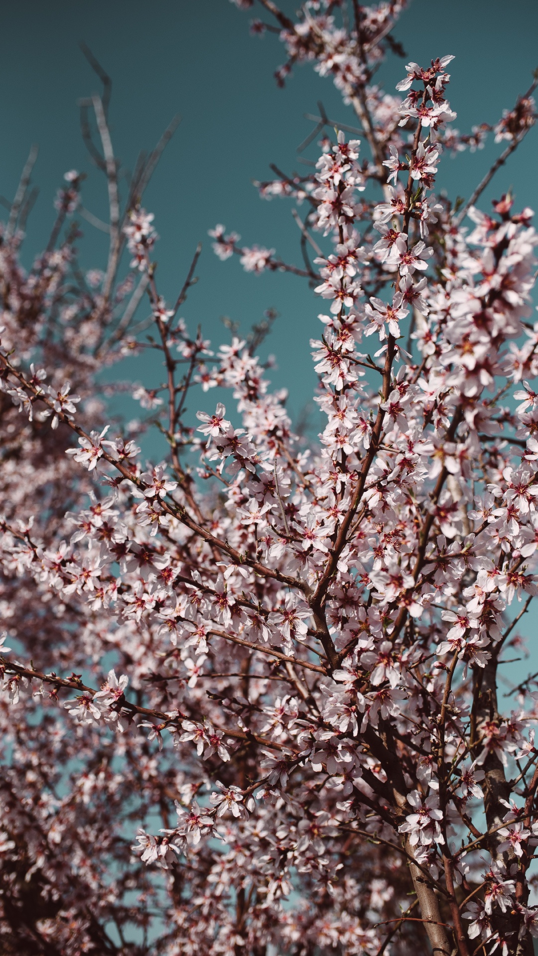 Обои дерево, цветок, весна, расцвет, ветвь в разрешении 1080x1920