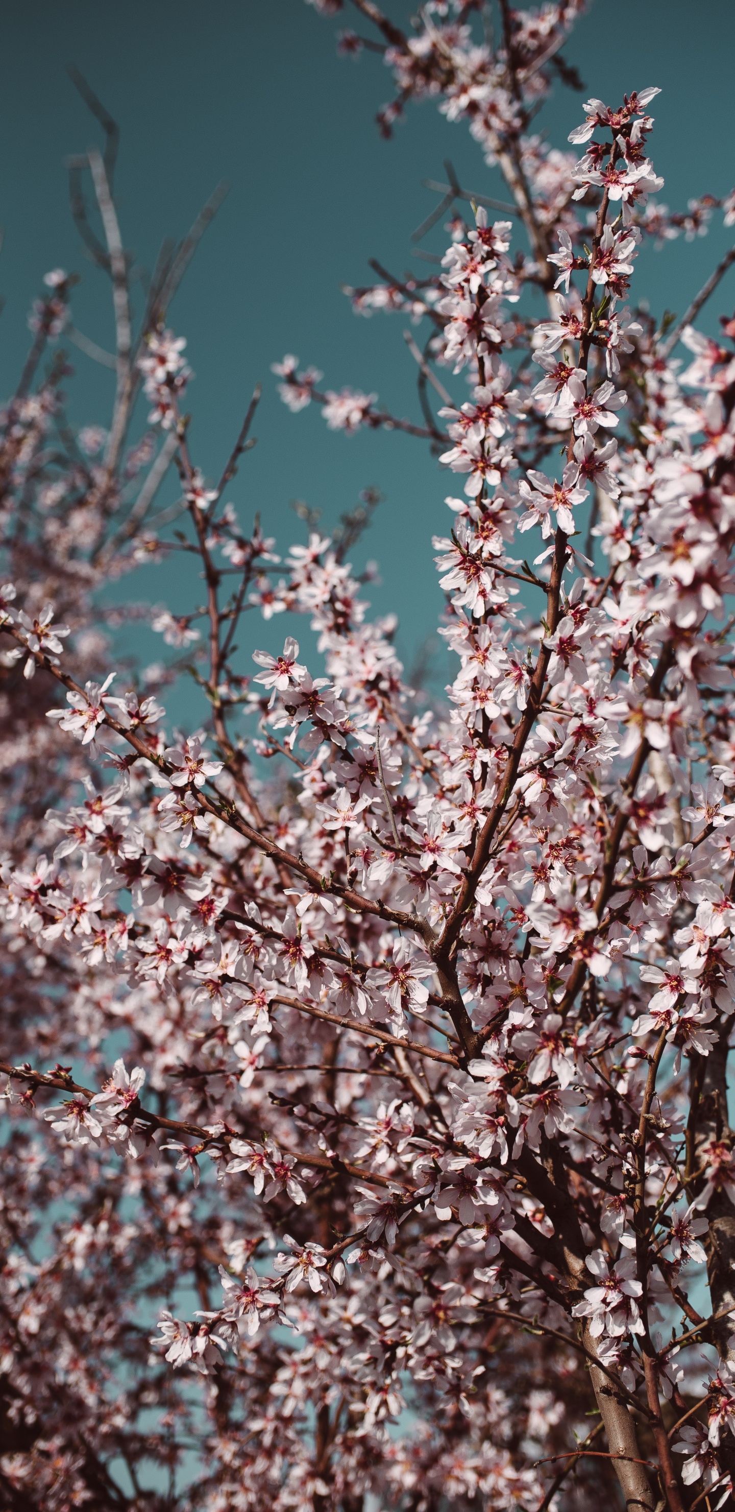 Обои дерево, цветок, весна, расцвет, ветвь в разрешении 1440x2960