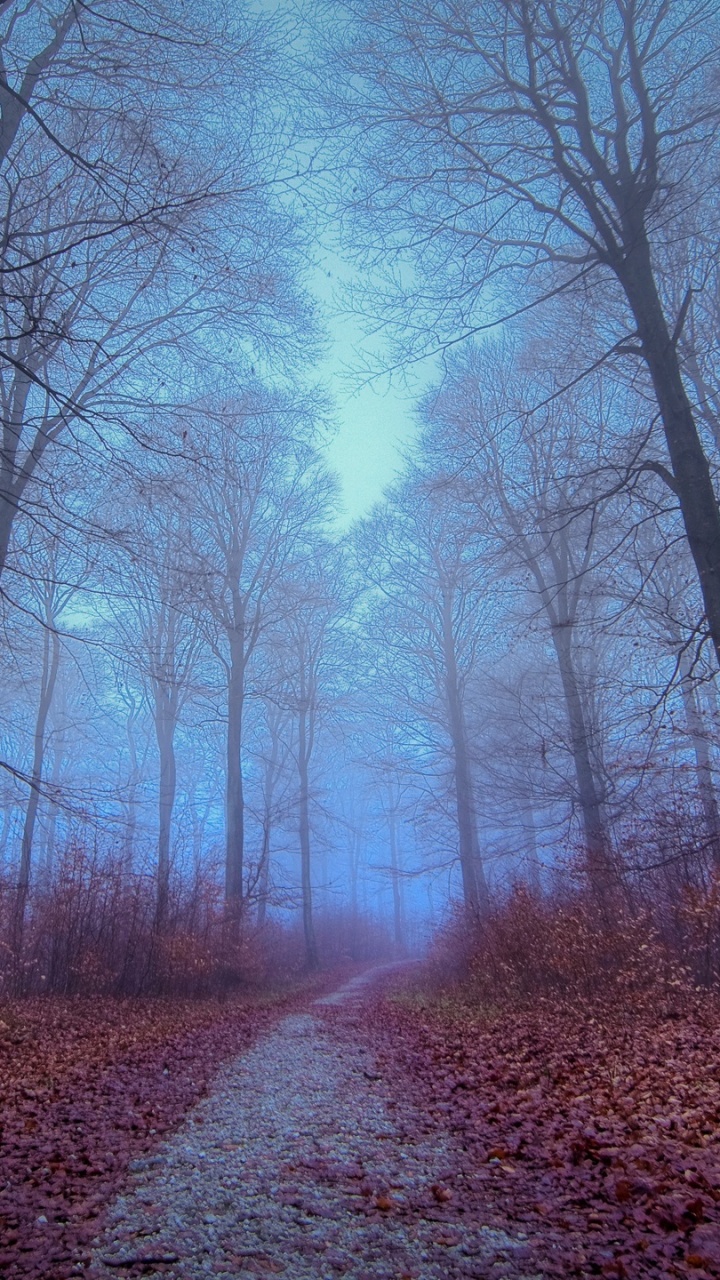 Обои лес, осень, дерево, природный ландшафт, природа в разрешении 720x1280