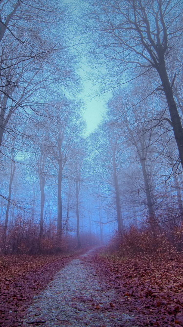 Обои лес, осень, дерево, природный ландшафт, природа в разрешении 750x1334