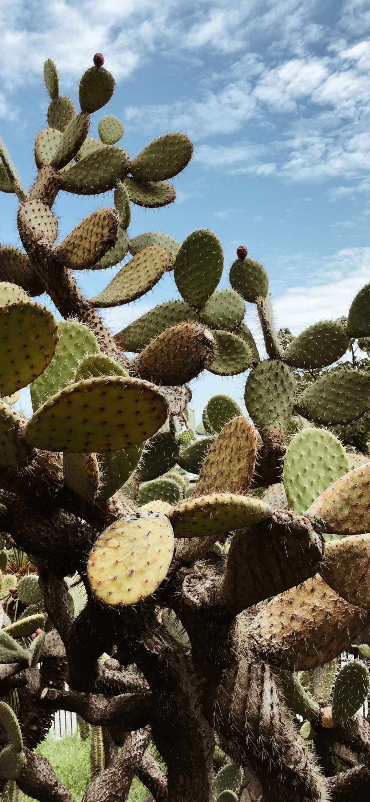 Обои растительность, кактус, кустарник, Барбари рис, биом в разрешении 1242x2688