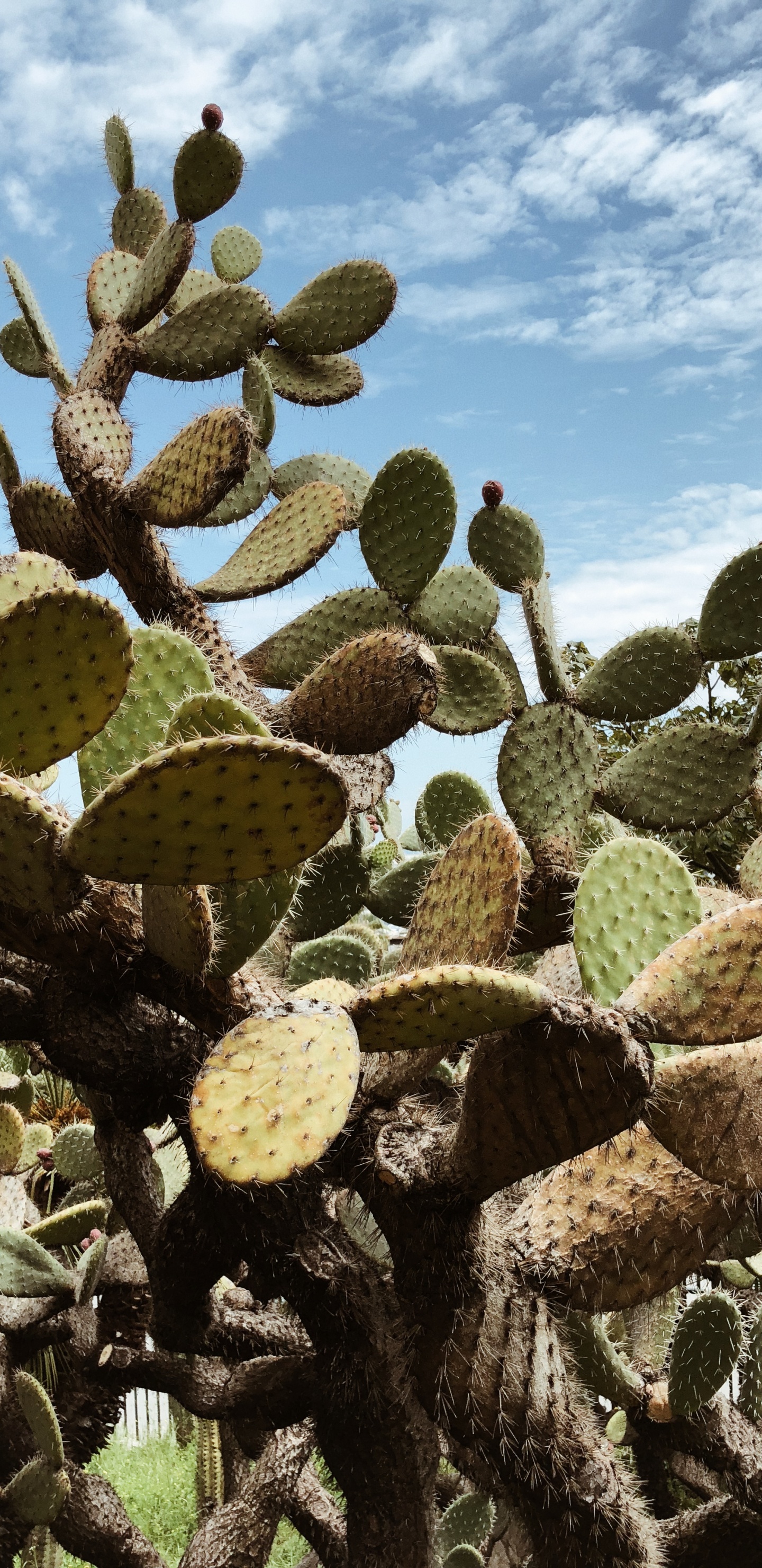 Обои растительность, кактус, кустарник, Барбари рис, биом в разрешении 1440x2960