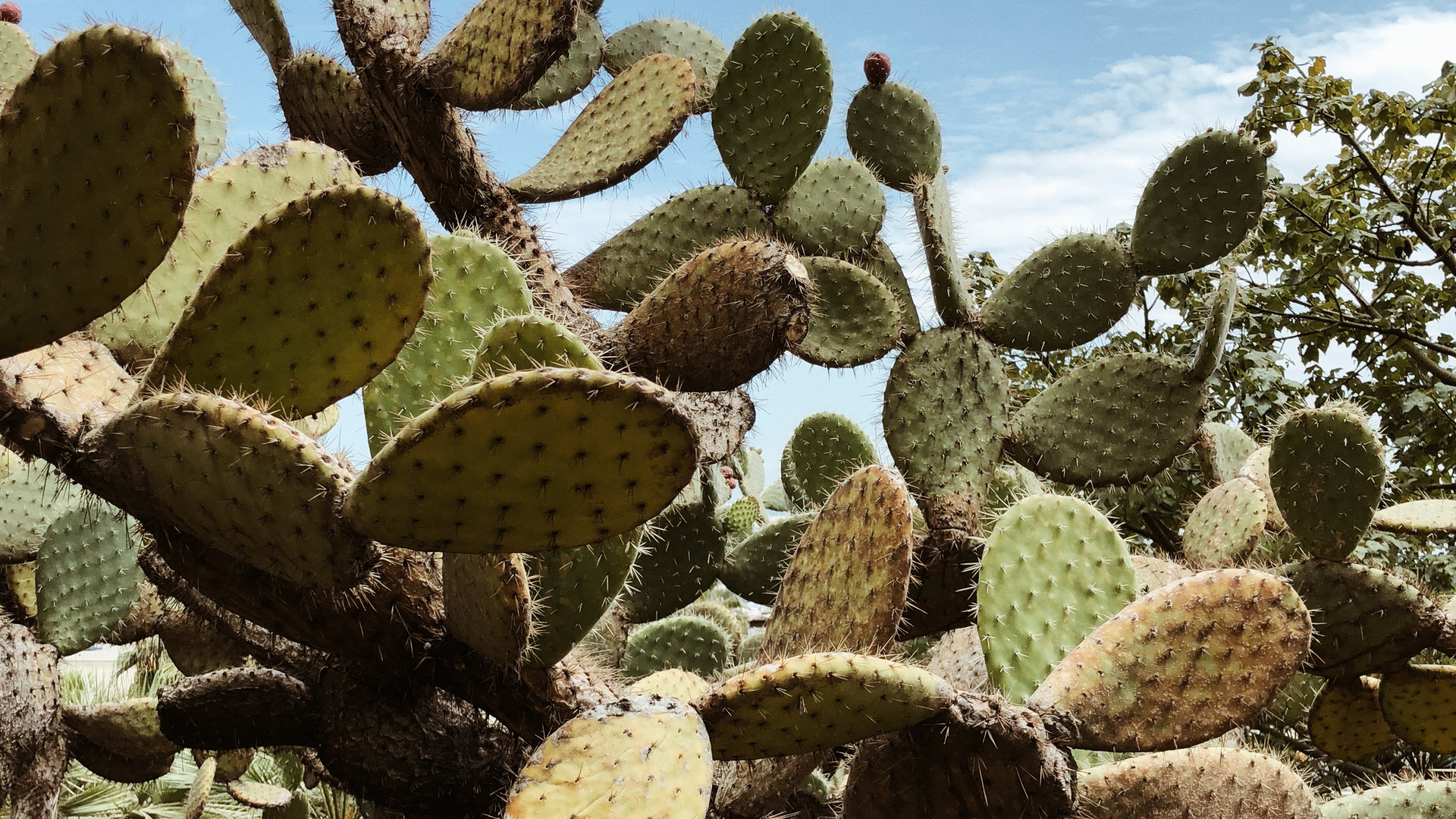 Обои растительность, кактус, кустарник, Барбари рис, биом в разрешении 2560x1440