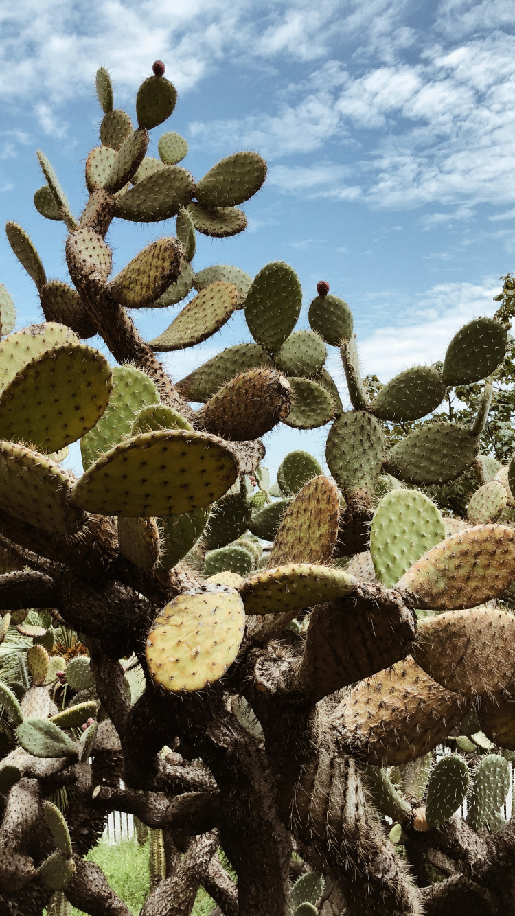 Обои растительность, кактус, кустарник, Барбари рис, биом в разрешении 750x1334