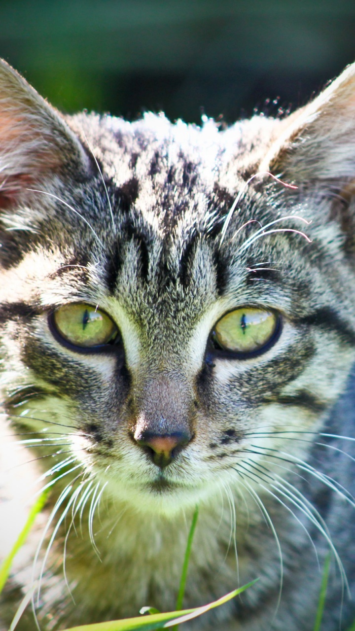 Обои кот, котенок, полосатый кот, бакенбарды, зеленый в разрешении 720x1280