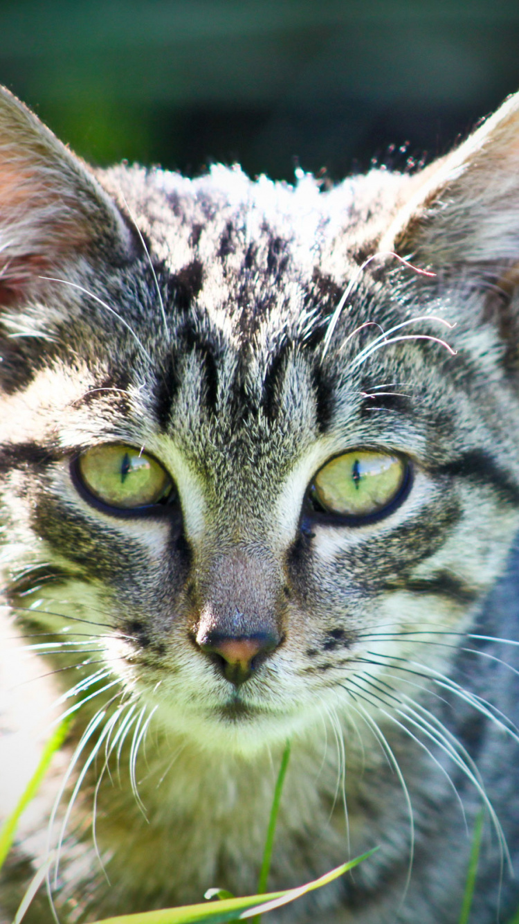 Обои кот, котенок, полосатый кот, бакенбарды, зеленый в разрешении 750x1334