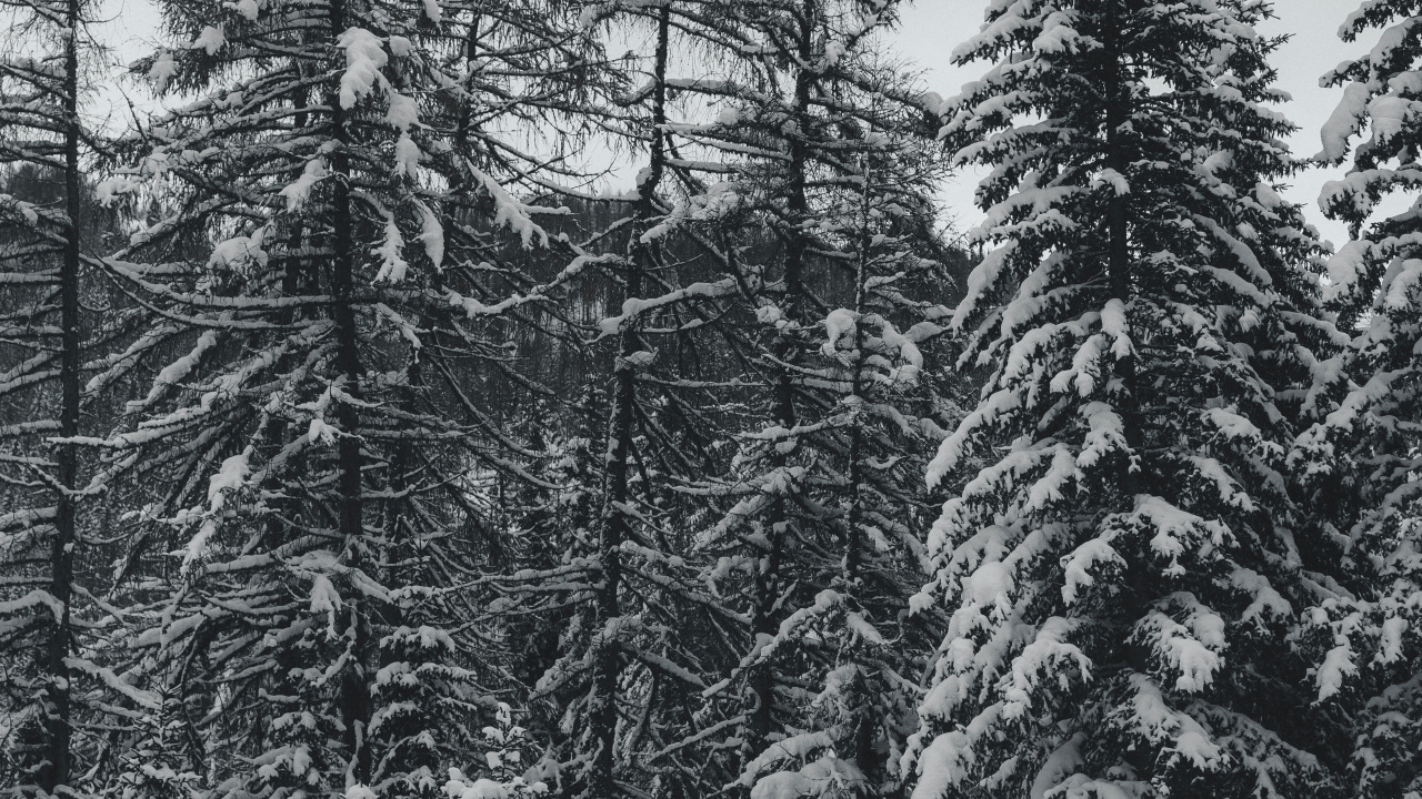 Обои сосна, пихта, черный и белый, ель еловый лес, лес в разрешении 1280x720