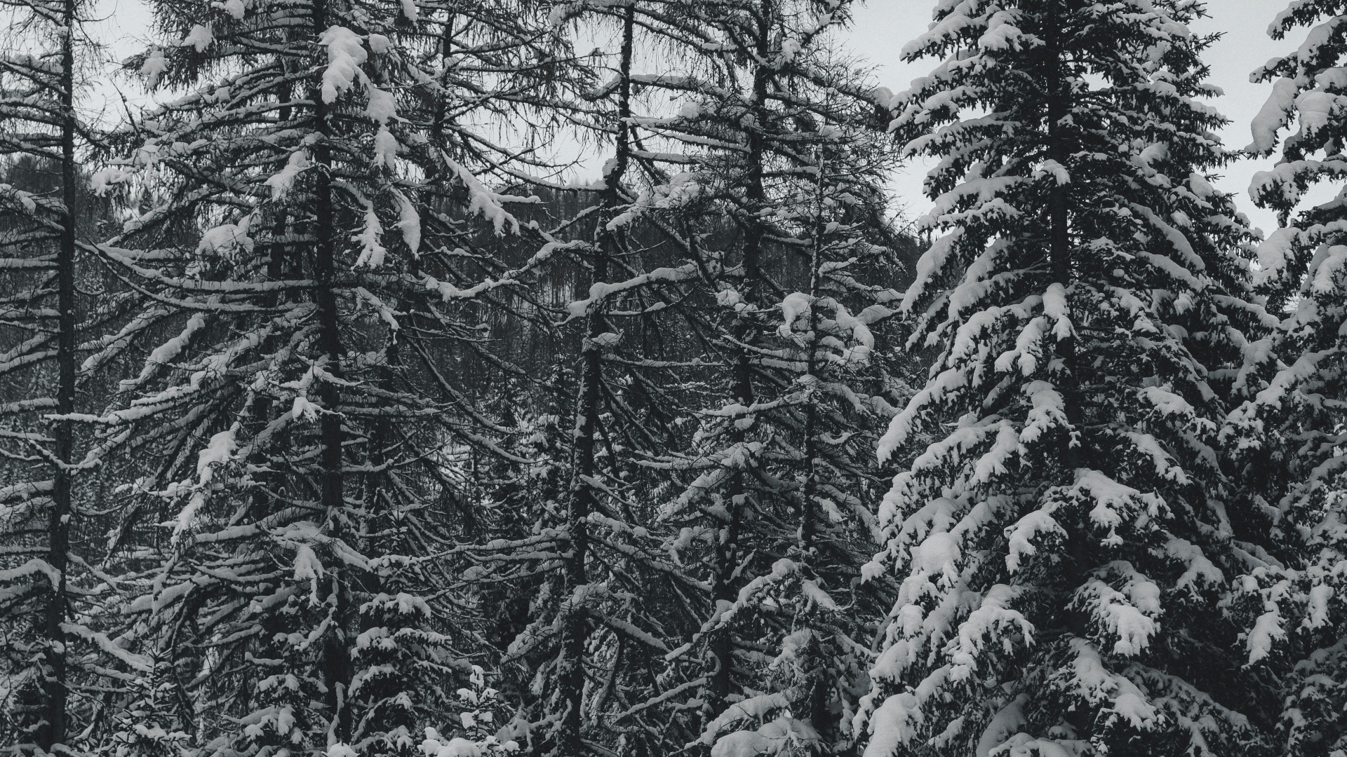 Обои сосна, пихта, черный и белый, ель еловый лес, лес в разрешении 1920x1080