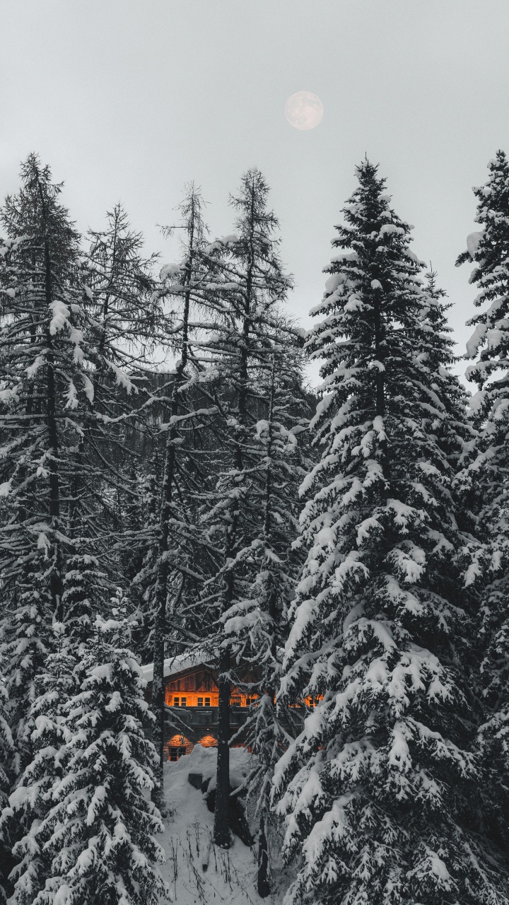 Обои сосна, пихта, черный и белый, ель еловый лес, лес в разрешении 720x1280