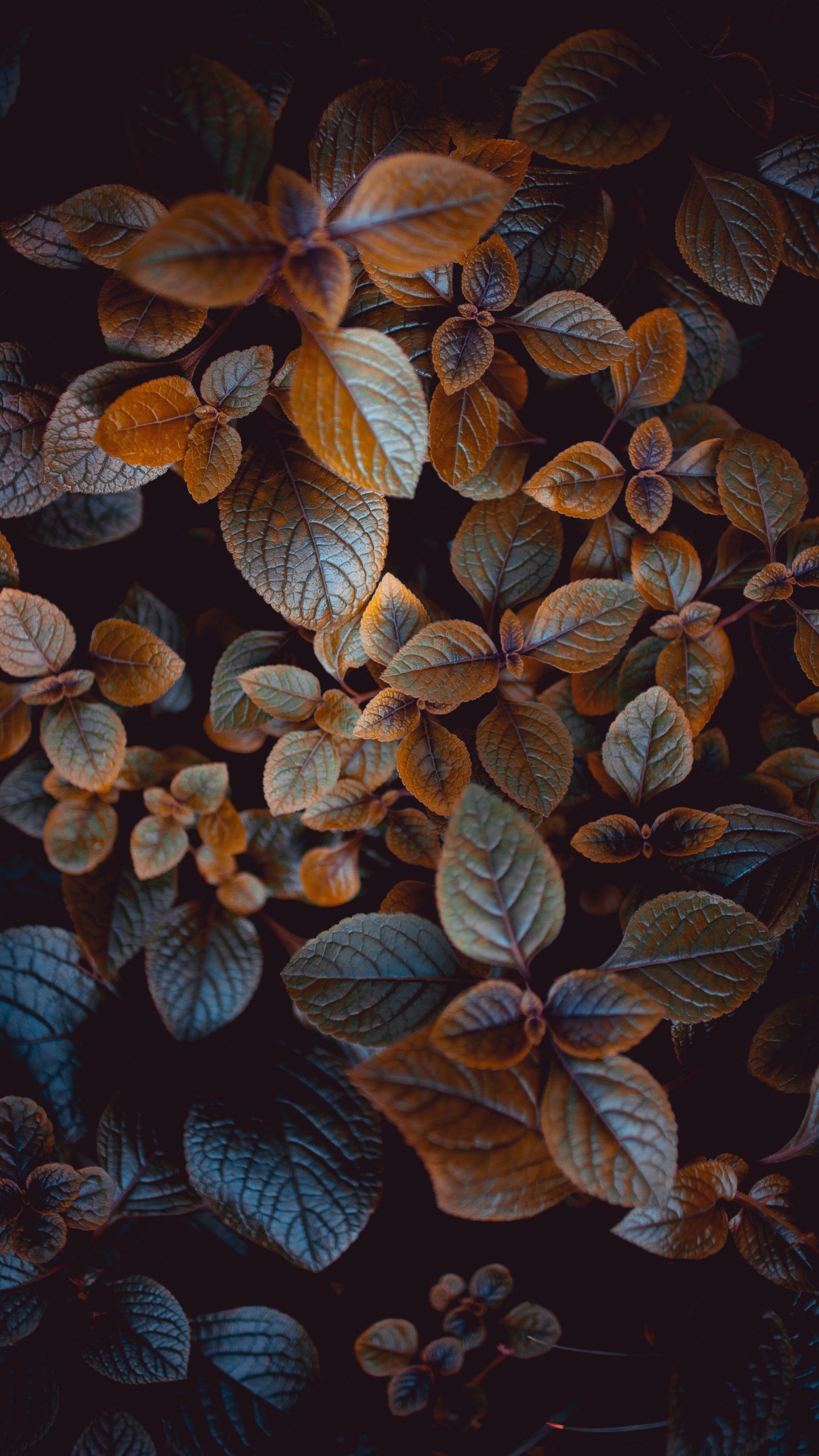 Обои лист, растение, живопись, дерево, цветок в разрешении 1440x2560