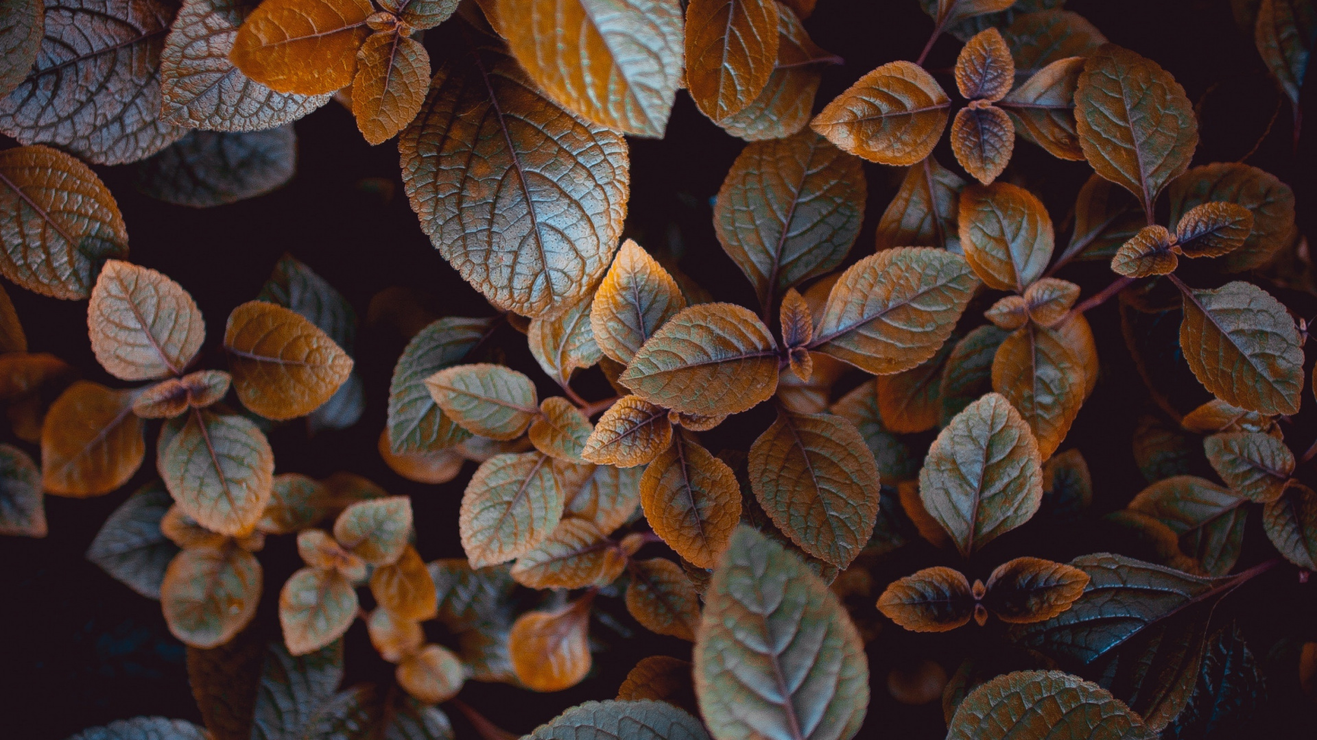 Обои лист, растение, живопись, дерево, цветок в разрешении 1920x1080