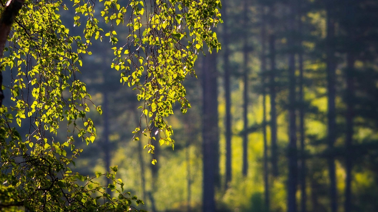 Обои дерево, береза, природа, лист, желтый в разрешении 1280x720