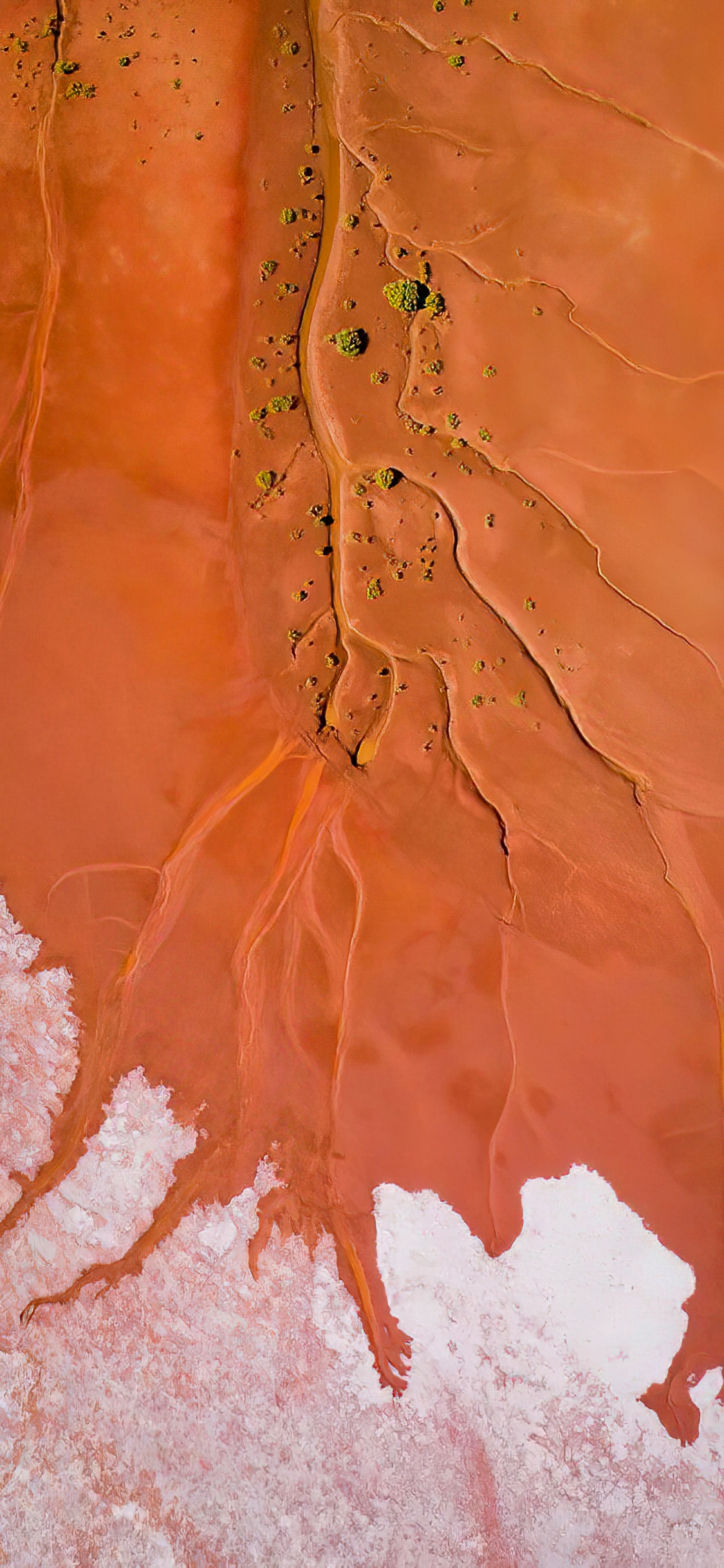 Обои Апельсин, растение, арт, полутона и оттенки, склон в разрешении 1125x2436