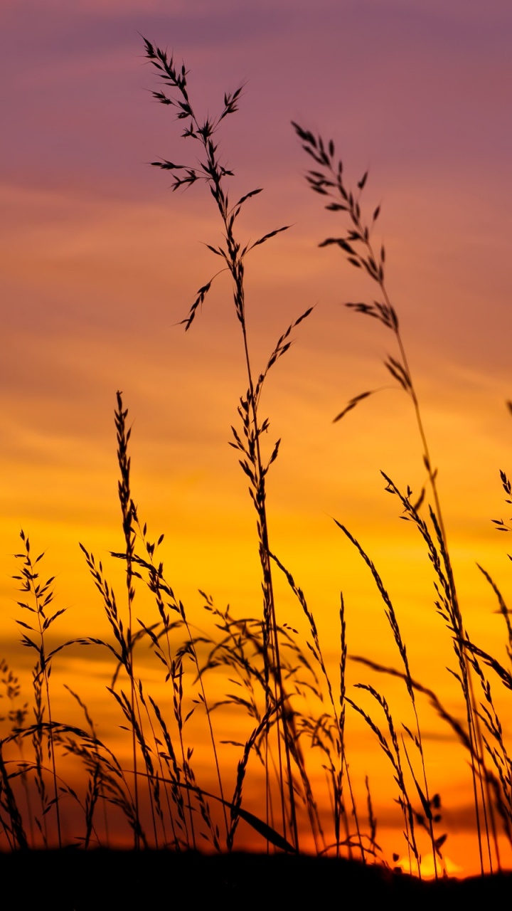 Обои трава закат, закат, послесвечение, горизонт, вечер в разрешении 720x1280