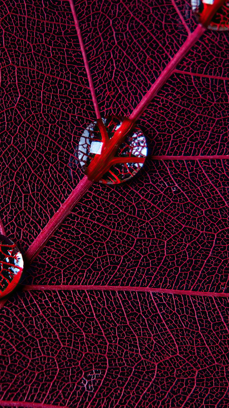 Обои круг, графический дизайн, вода, ткань, пурпур в разрешении 750x1334