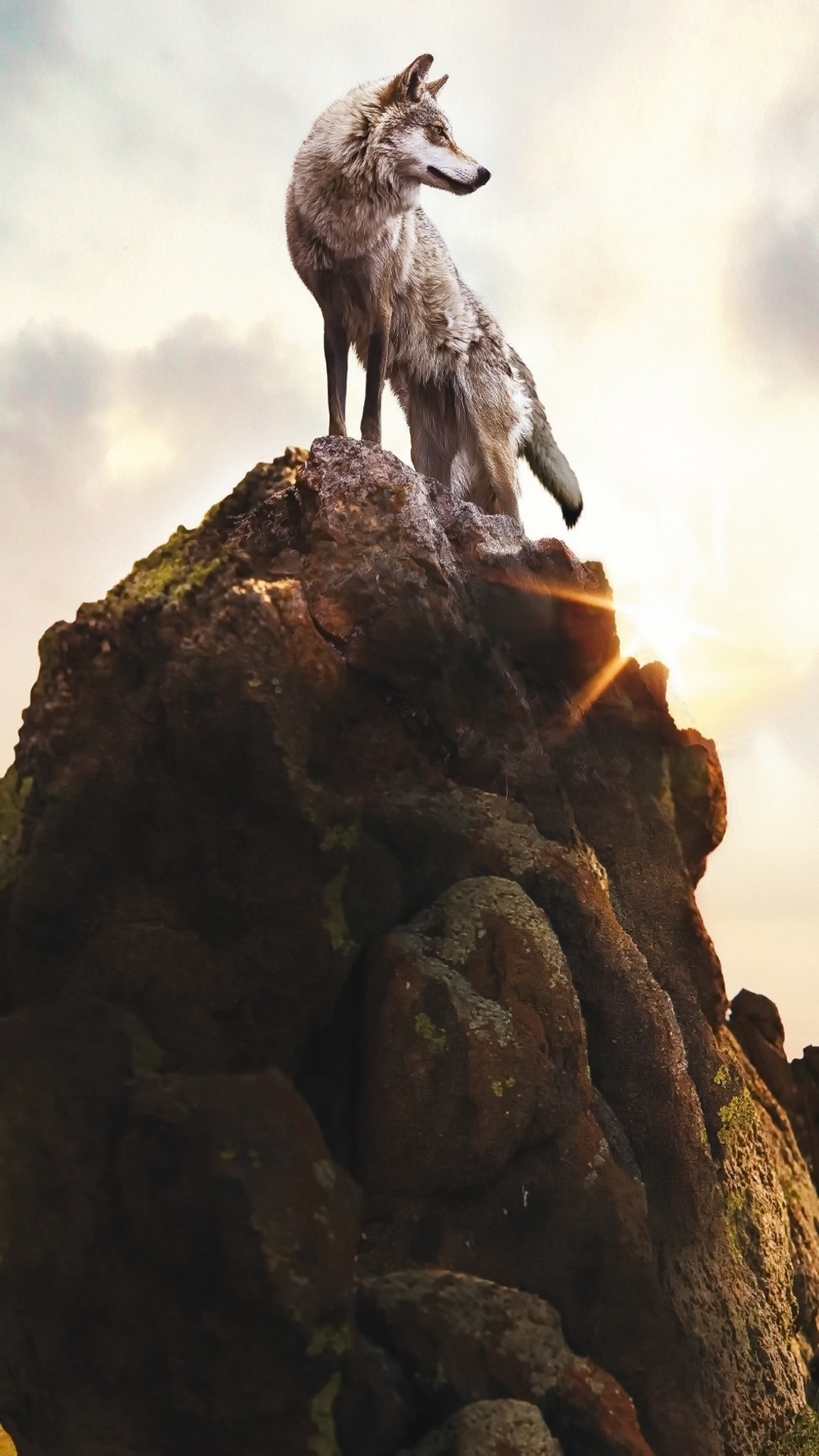 Обои Суэос Парк, волк, йосемитский национальный парк, постер, природа в разрешении 1080x1920