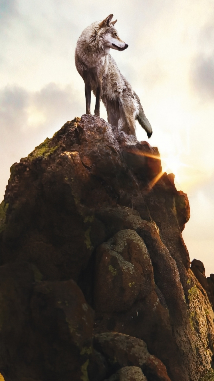 Обои Суэос Парк, волк, йосемитский национальный парк, постер, природа в разрешении 750x1334