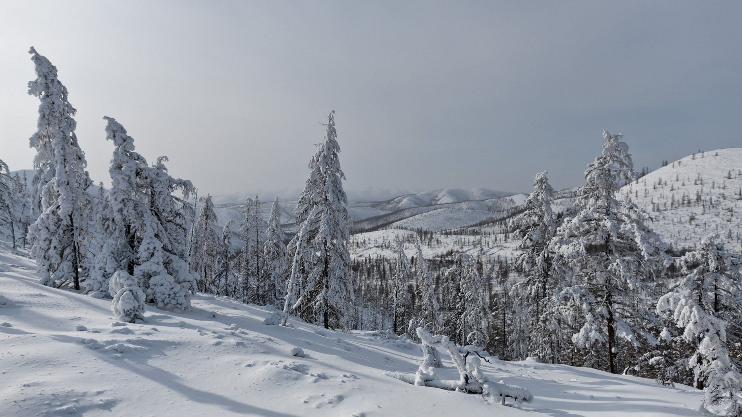 Обои зима, снег, дерево, замораживание, мороз в разрешении 2560x1440