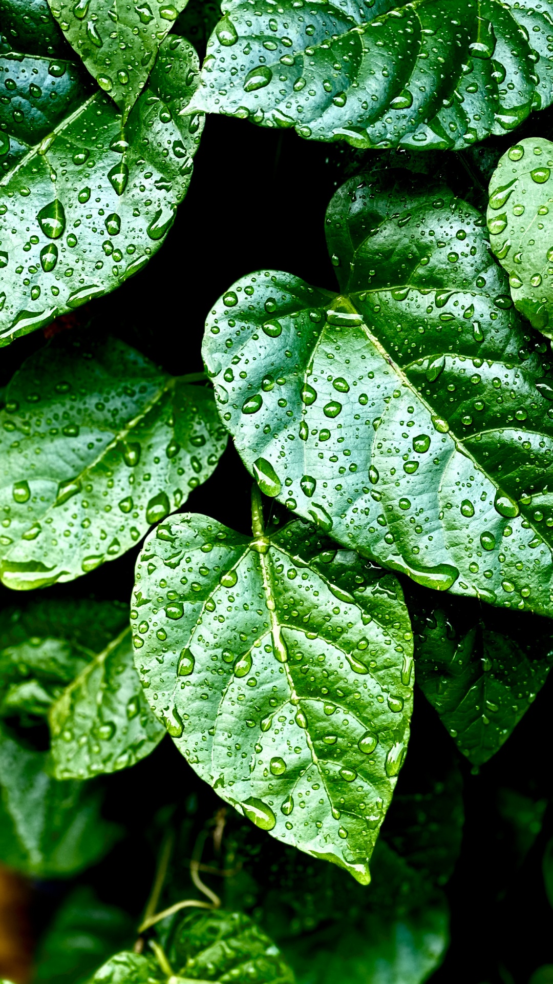 Обои лист, рассада, биология, наземное растение, влага в разрешении 1080x1920