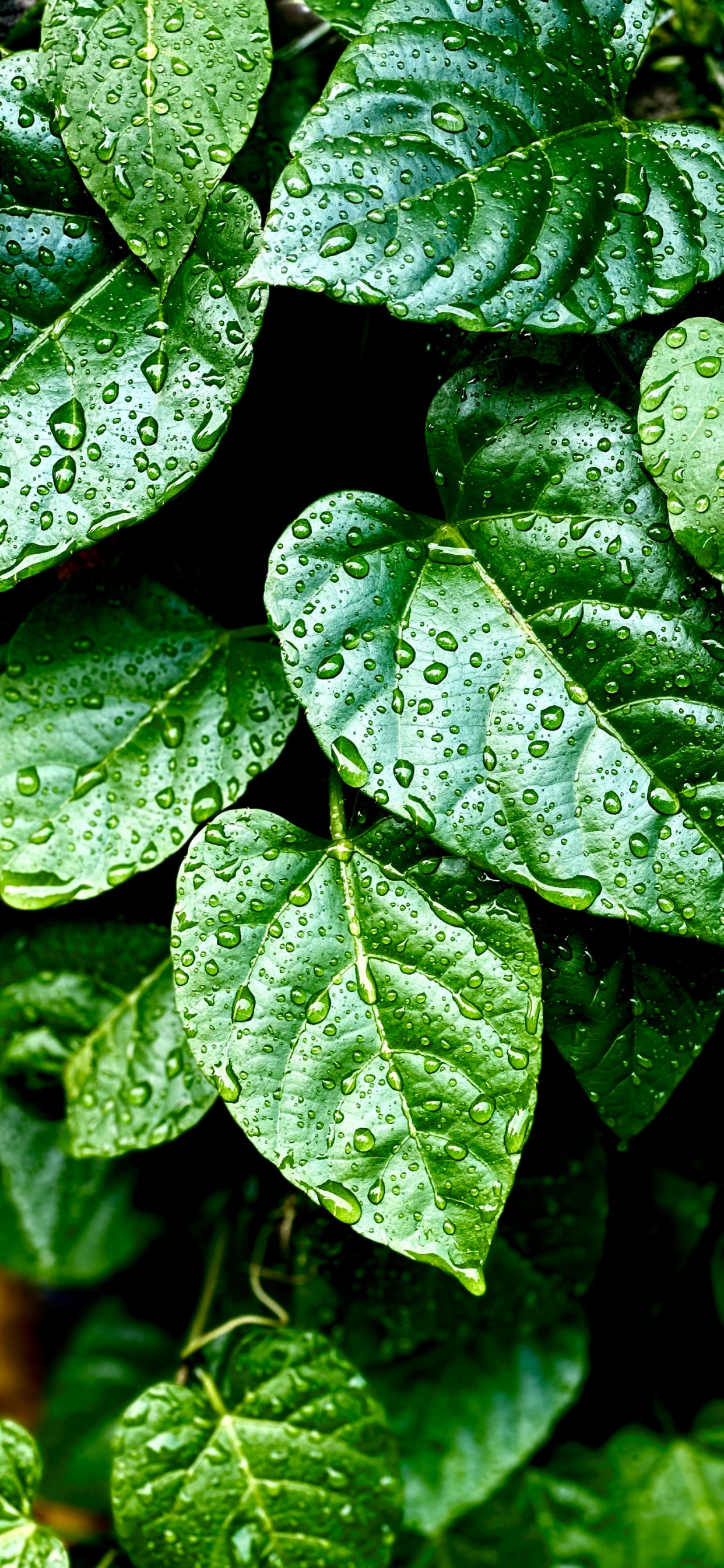 Обои лист, рассада, биология, наземное растение, влага в разрешении 1242x2688