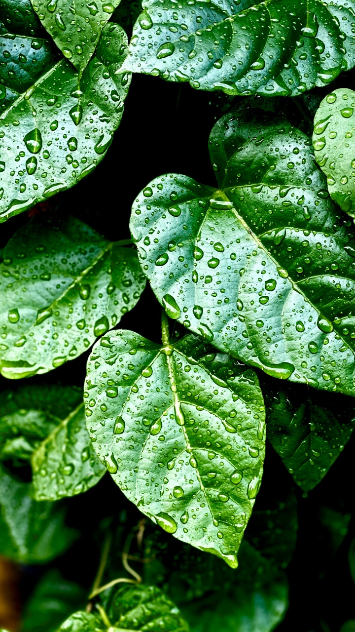 Обои лист, рассада, биология, наземное растение, влага в разрешении 720x1280
