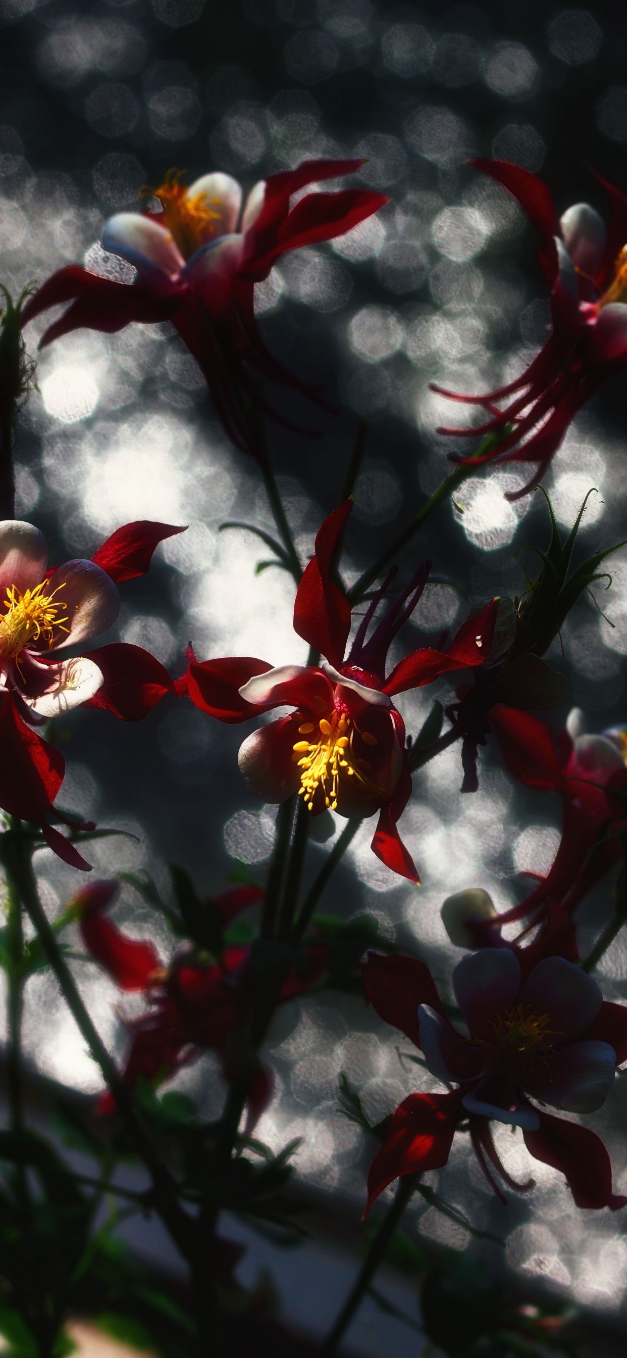 Обои весна, цветок, красный цвет, растение, ботаники в разрешении 1242x2688