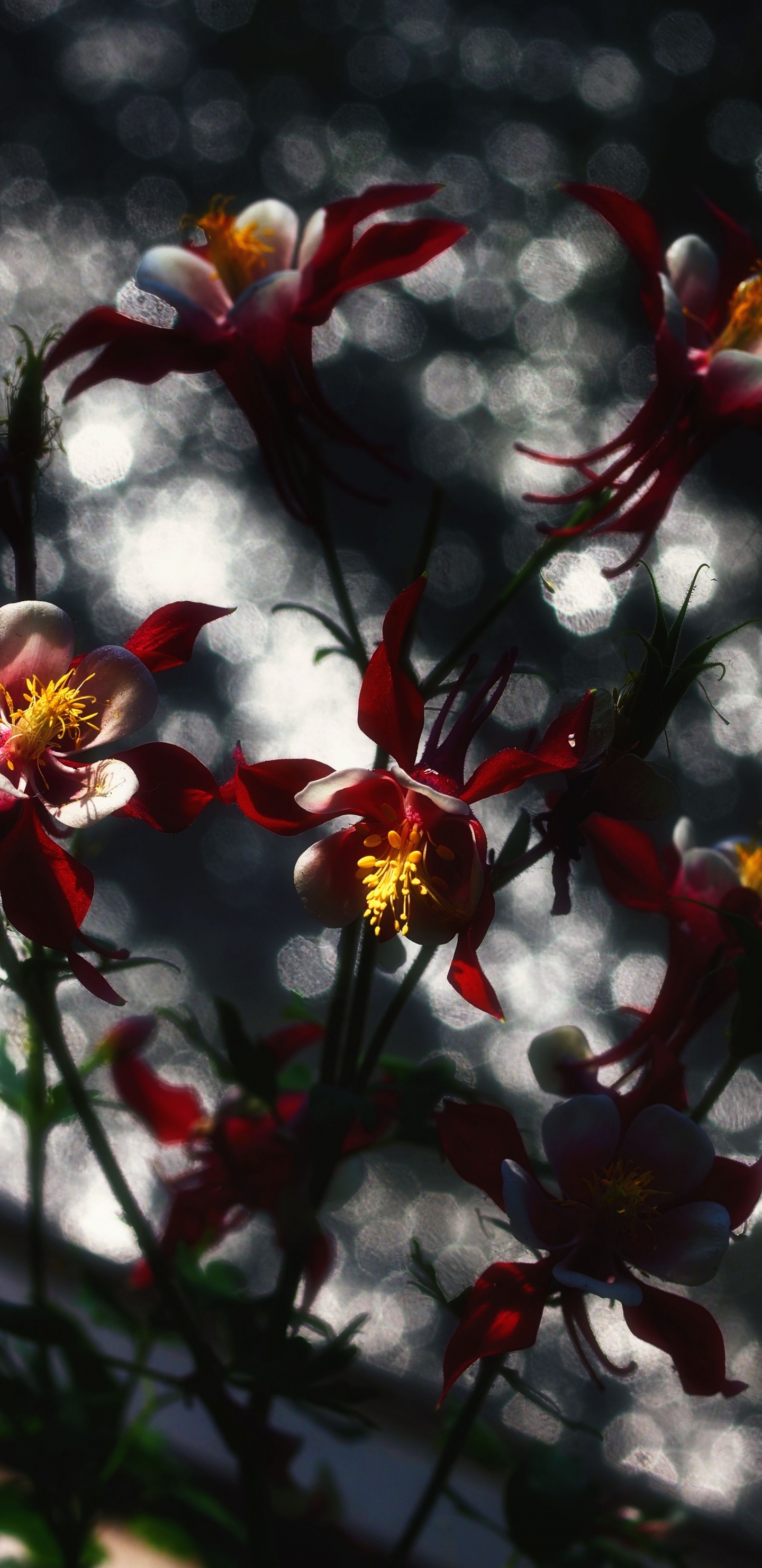 Обои весна, цветок, красный цвет, растение, ботаники в разрешении 1440x2960