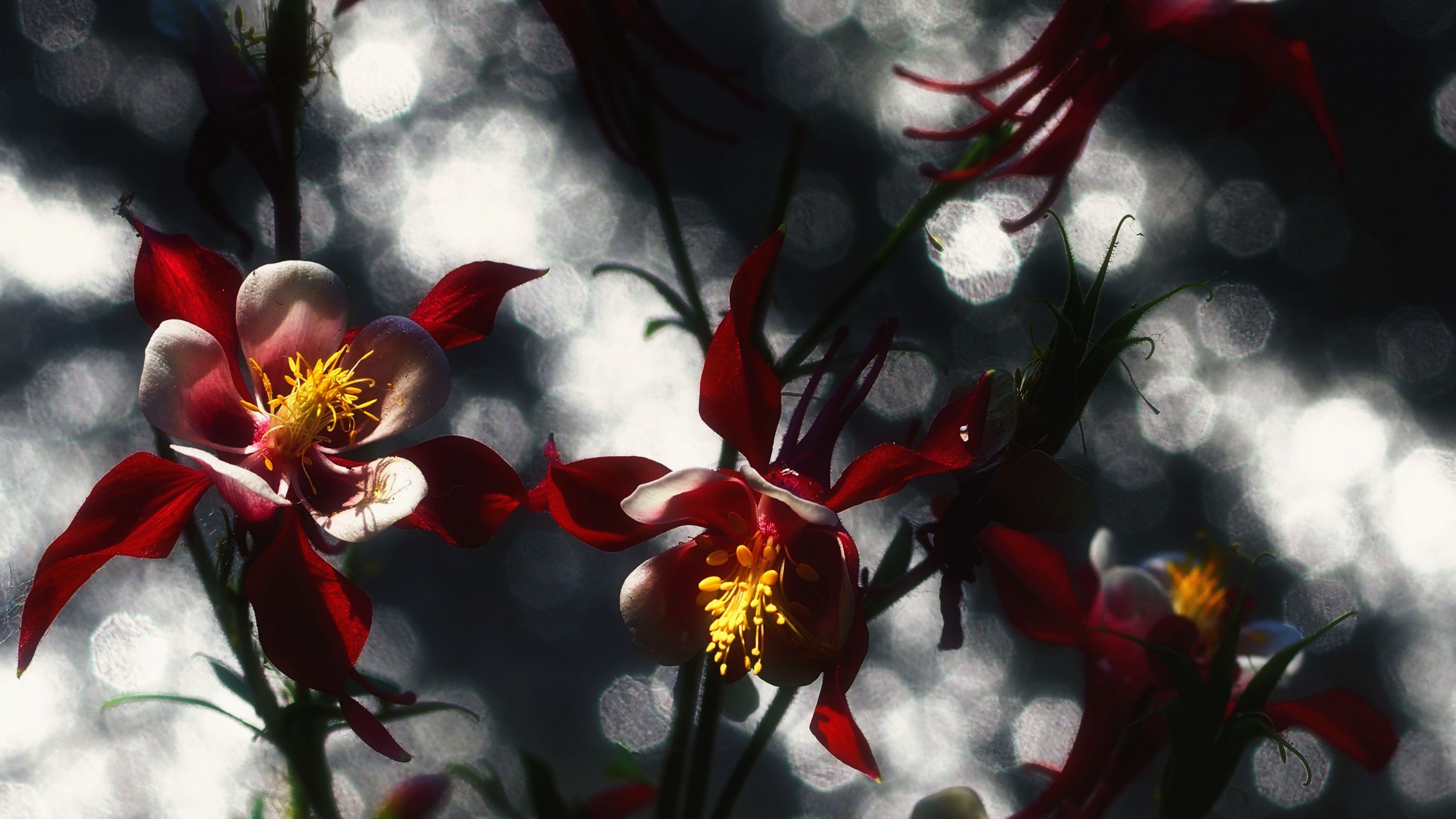 Обои весна, цветок, красный цвет, растение, ботаники в разрешении 2560x1440