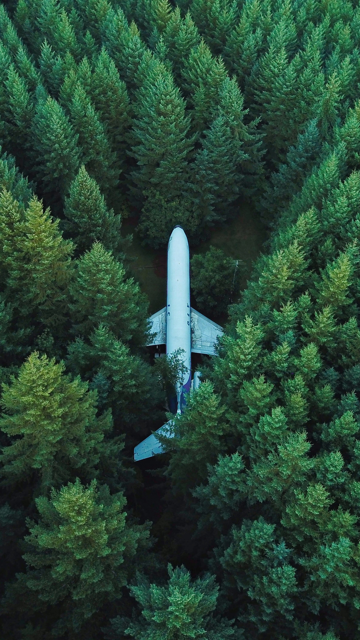 Обои лес, зеленый, растительность, биом, дерево в разрешении 1440x2560