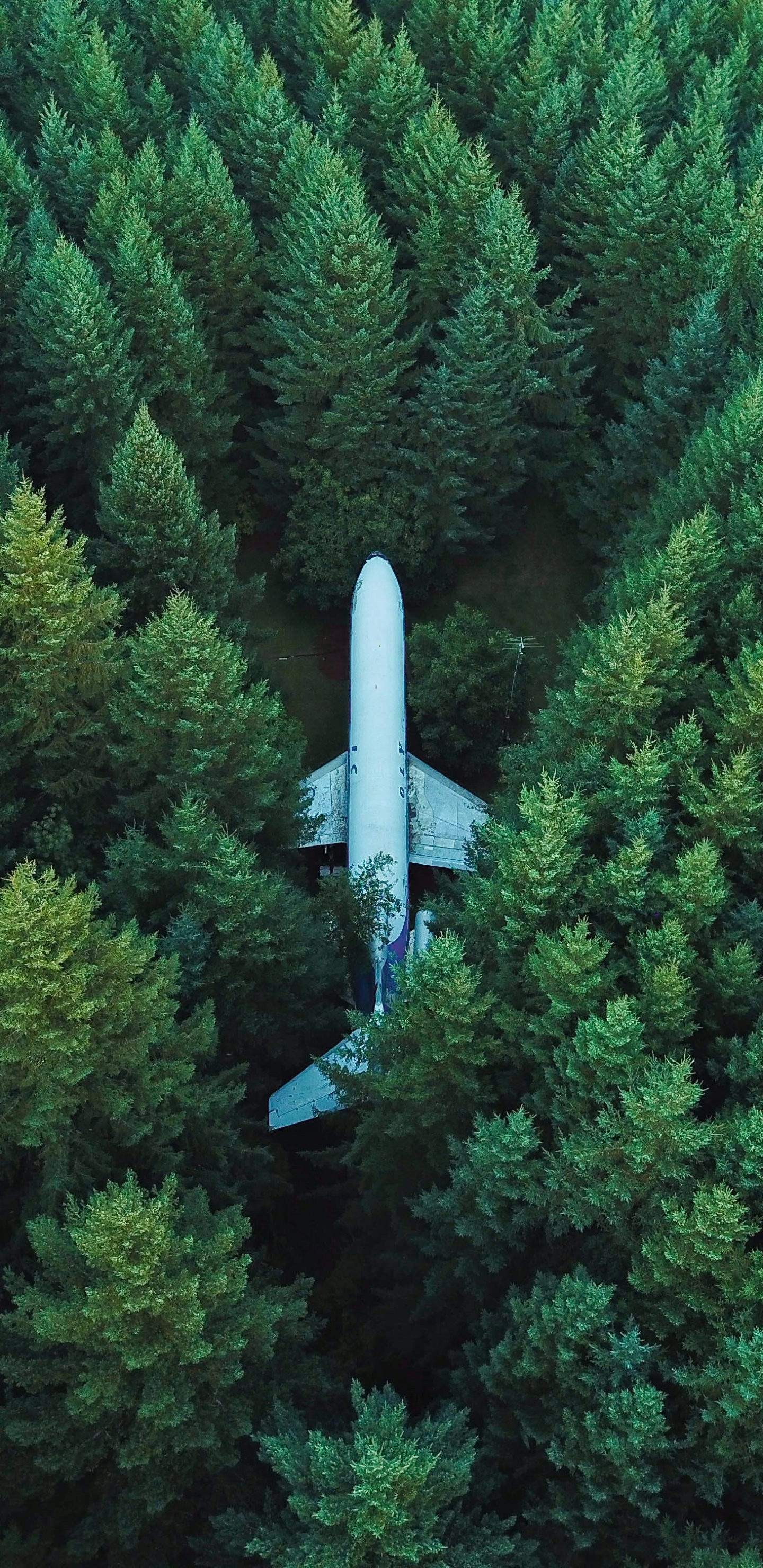 Обои лес, зеленый, растительность, биом, дерево в разрешении 1440x2960