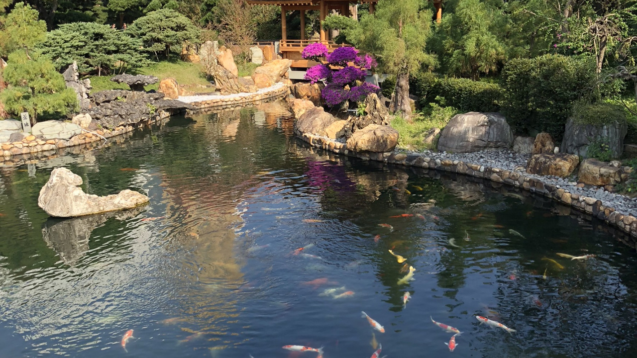 Обои отражение, сад, кои, рыбный пруд, водоток в разрешении 1280x720