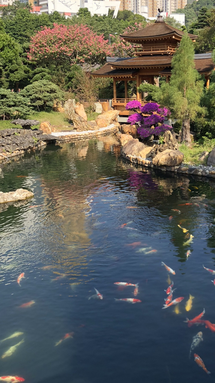 Обои отражение, сад, кои, рыбный пруд, водоток в разрешении 750x1334