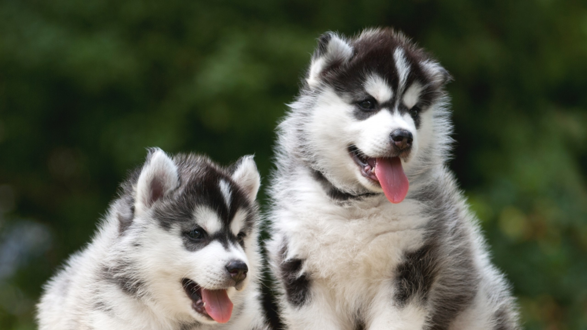 Обои Себирская Хаски, щенок, аляскинский маламут, хаски, пес в разрешении 1920x1080