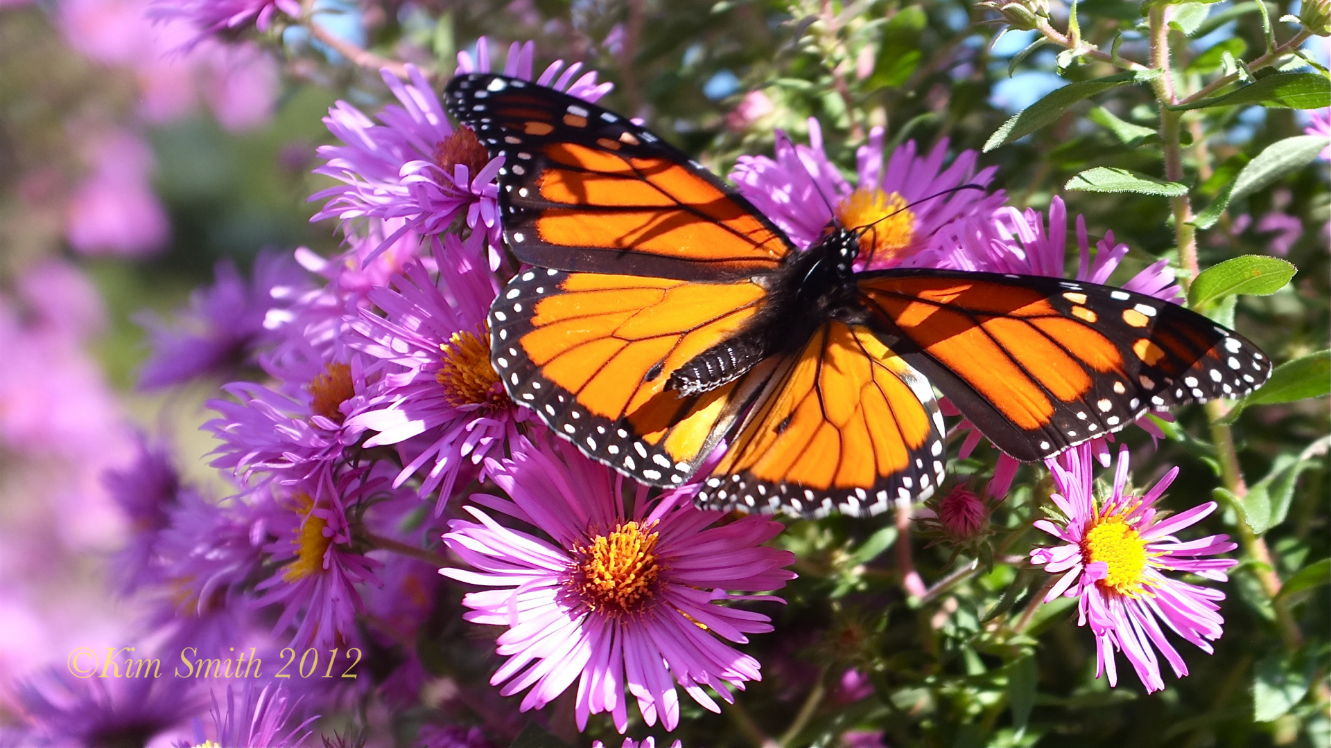 Обои насекомое, бабочкамонарх, мотыльки и бабочки, бабочка, опылитель в разрешении 1920x1080