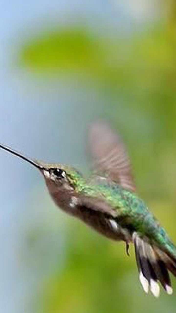 Обои клюв, ракшеобразных, птица, Колибри, крыло в разрешении 720x1280