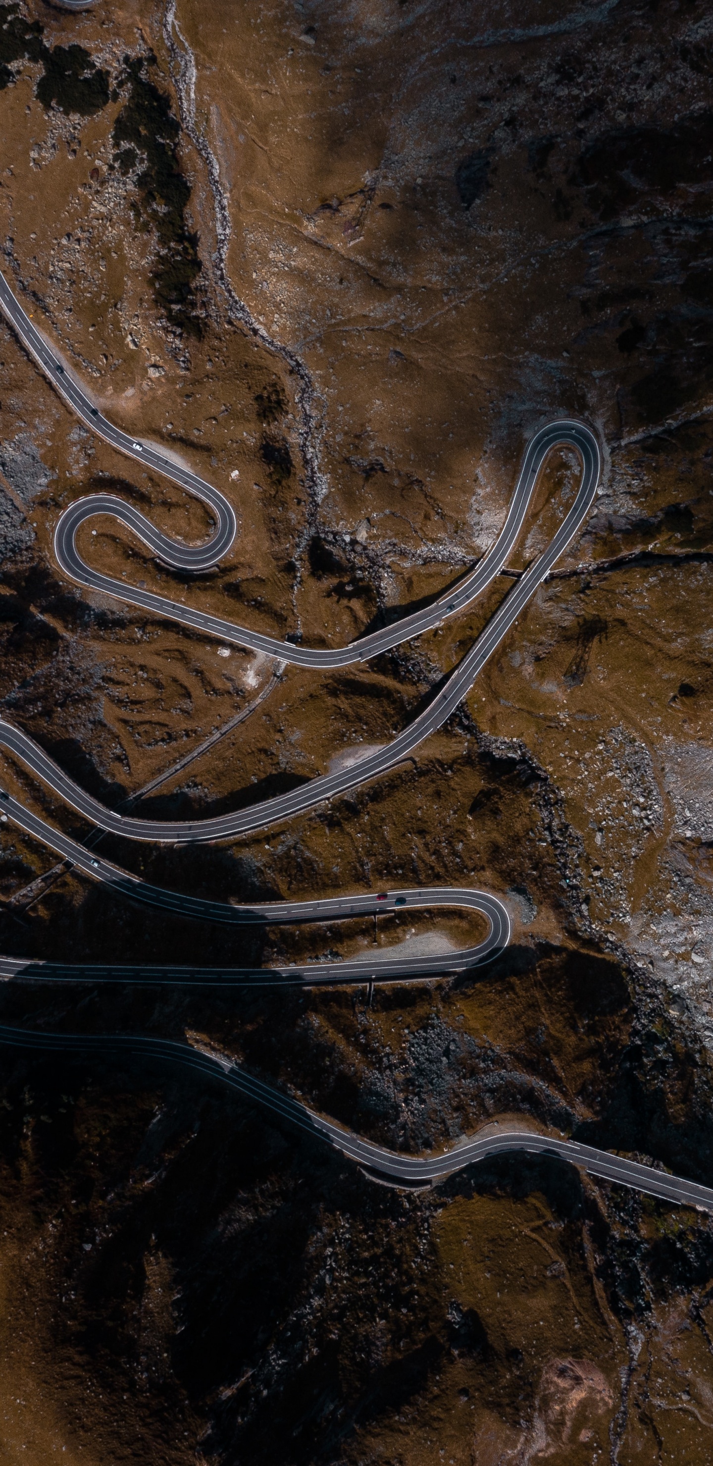 Обои коричневый цвет, древесина, геология, дерево, рок в разрешении 1440x2960