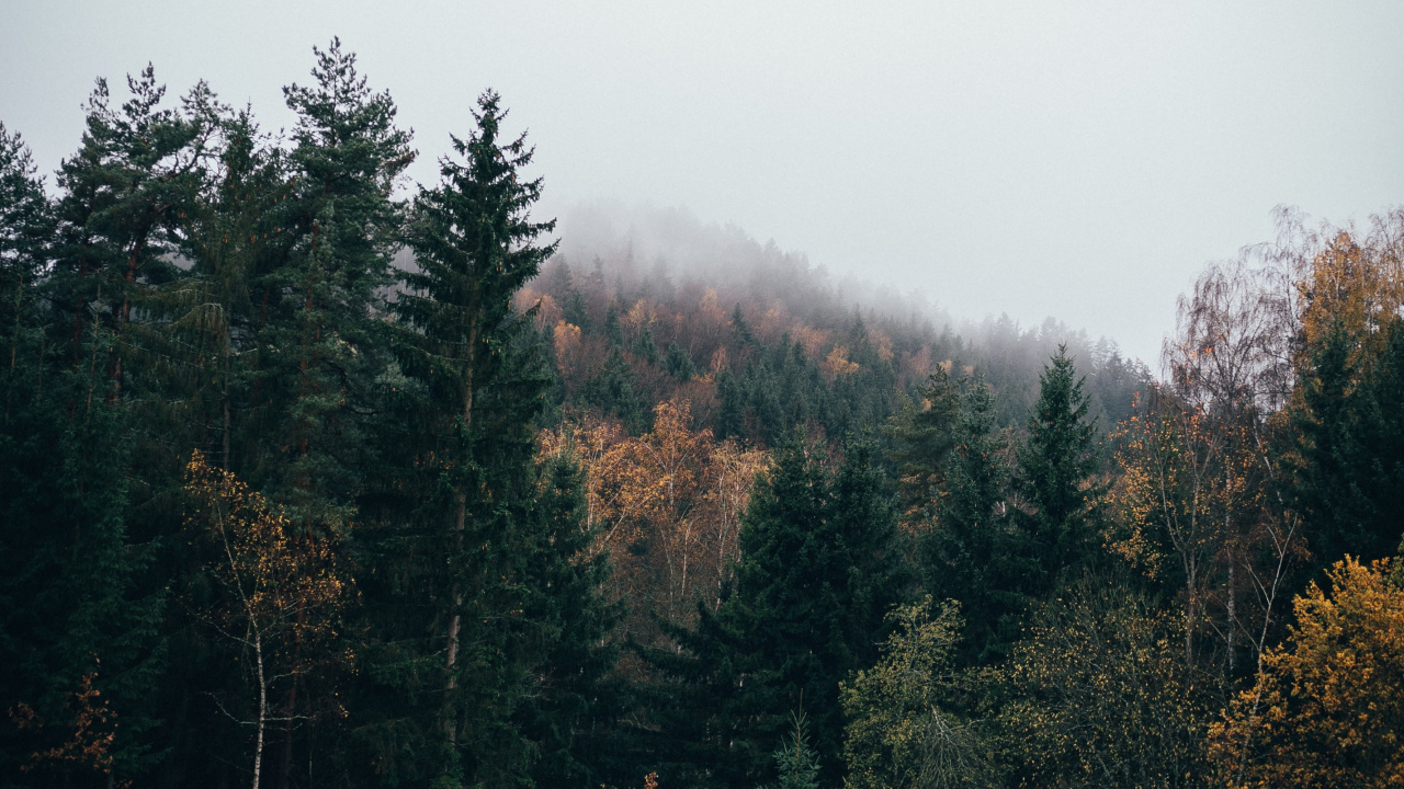 Обои дерево, природа, природный ландшафт, окружающая среда, лист в разрешении 1280x720