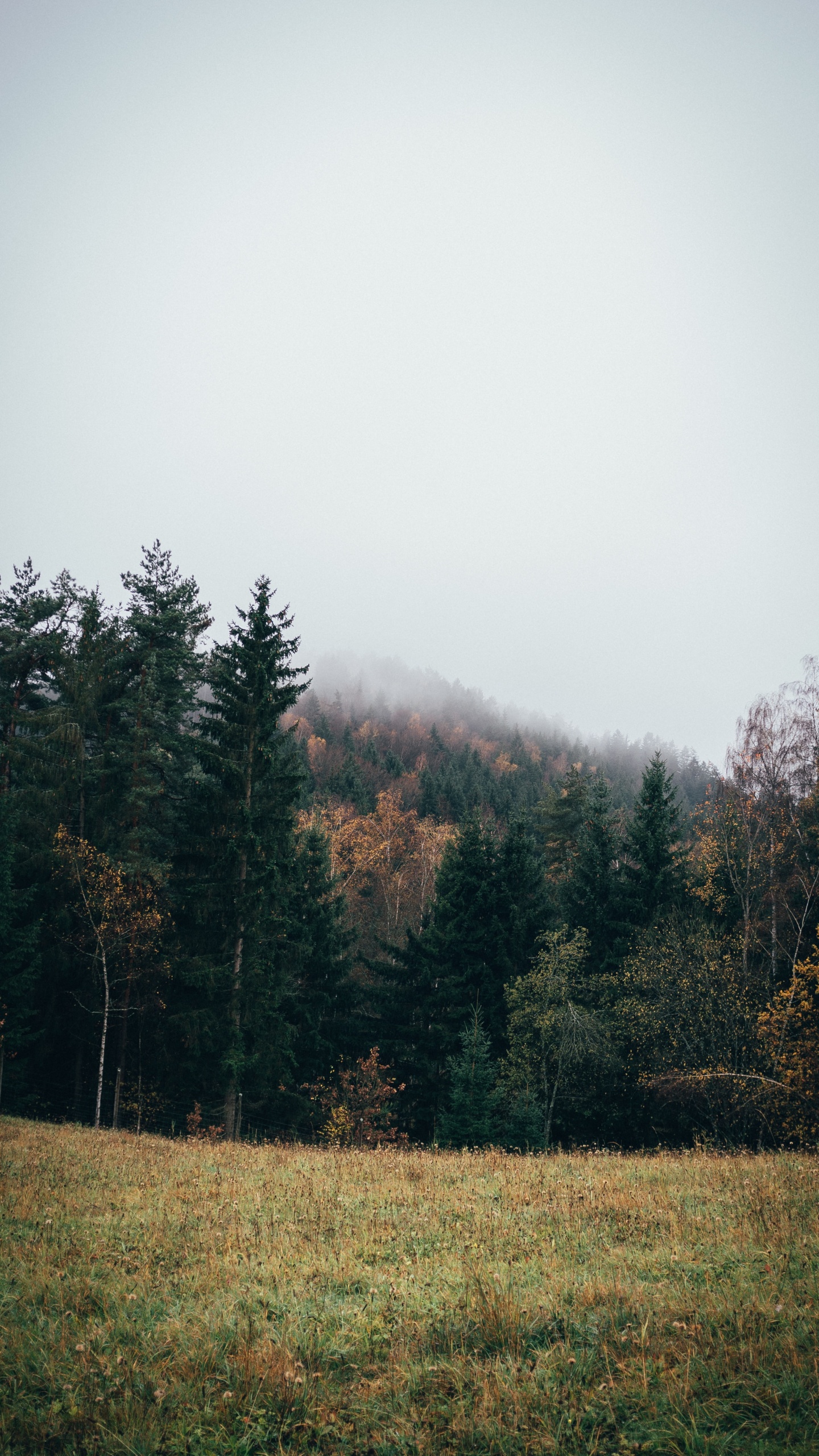 Обои дерево, природа, природный ландшафт, окружающая среда, лист в разрешении 1440x2560
