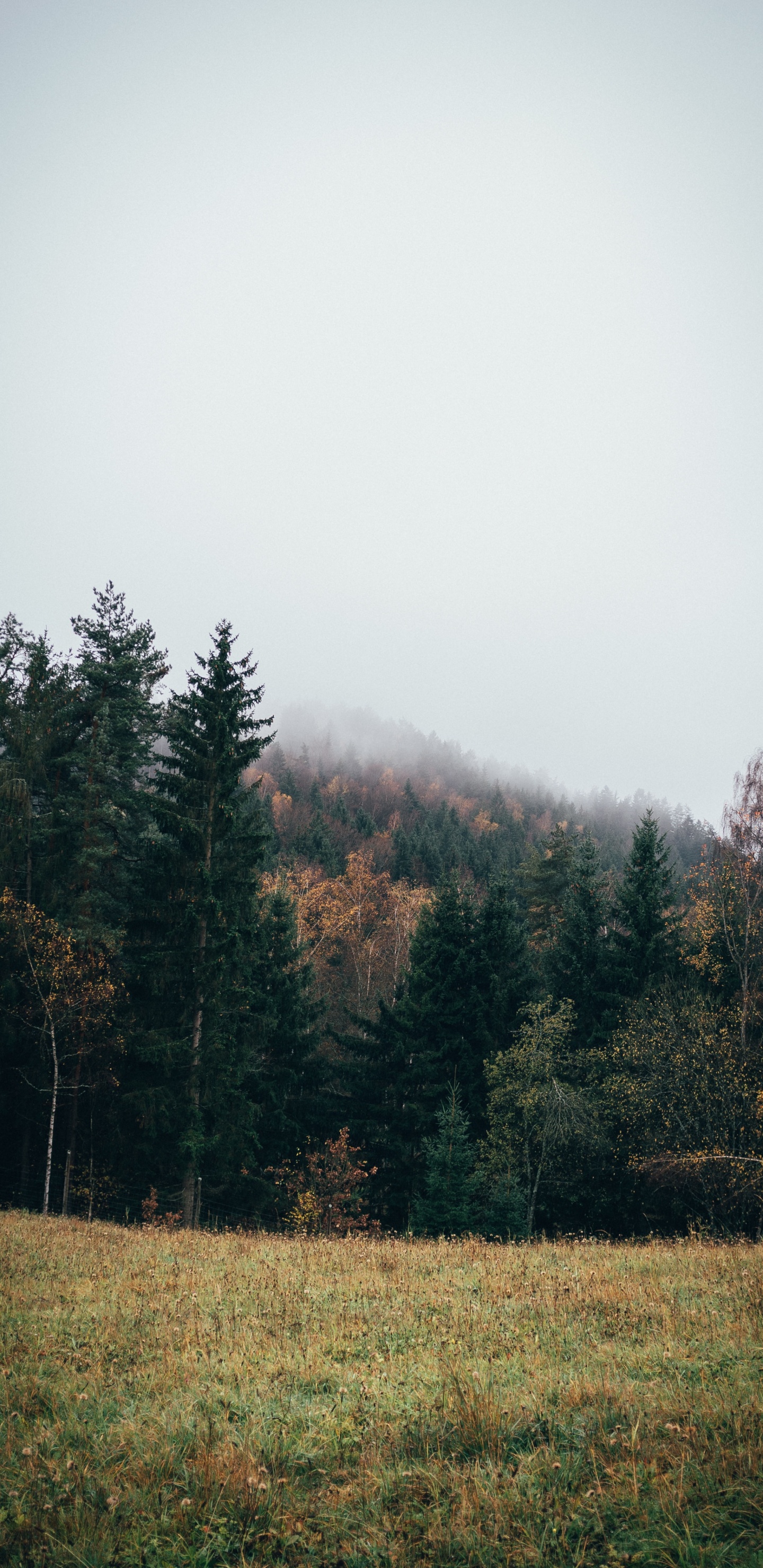 Обои дерево, природа, природный ландшафт, окружающая среда, лист в разрешении 1440x2960