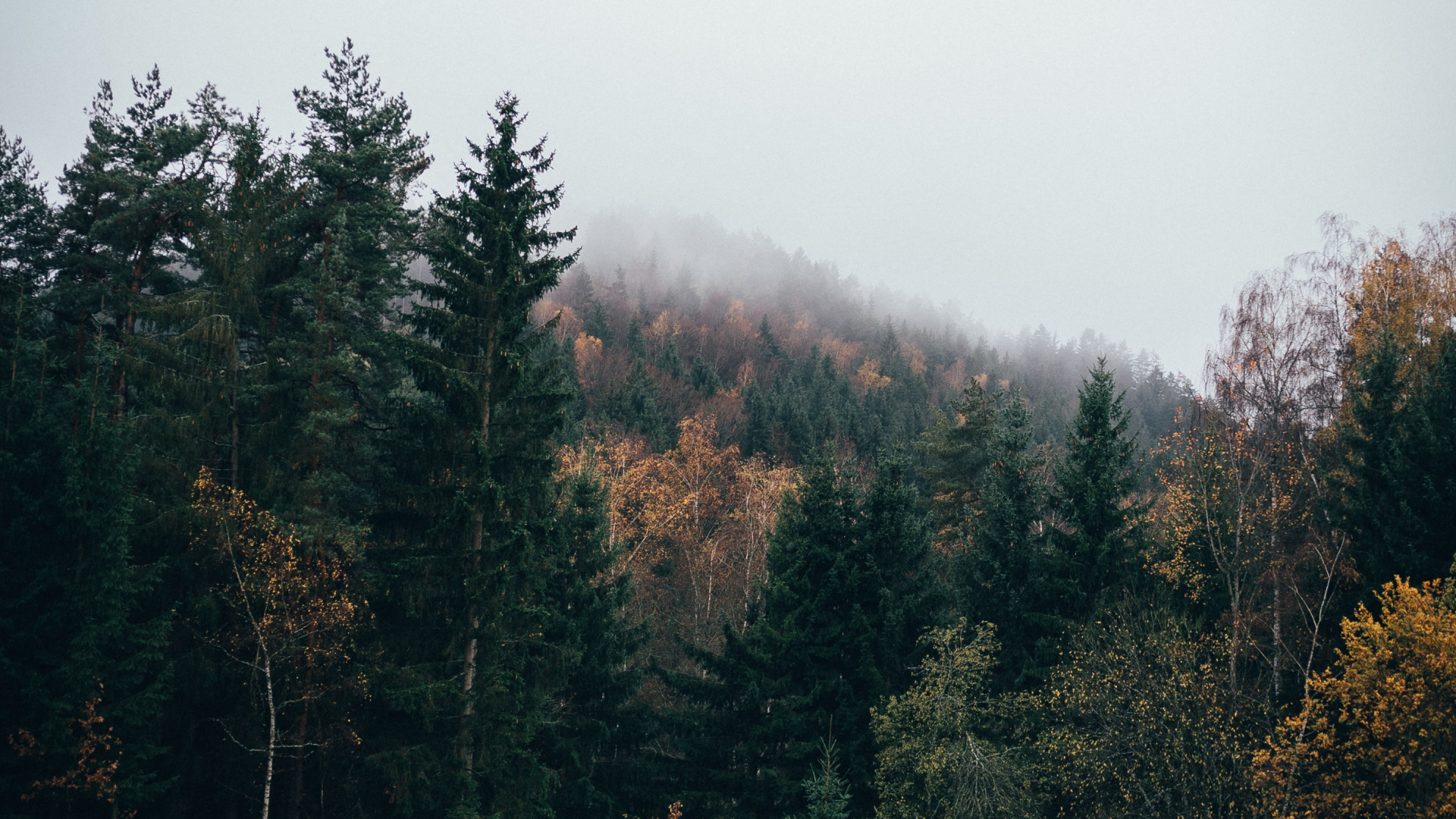 Обои дерево, природа, природный ландшафт, окружающая среда, лист в разрешении 1920x1080